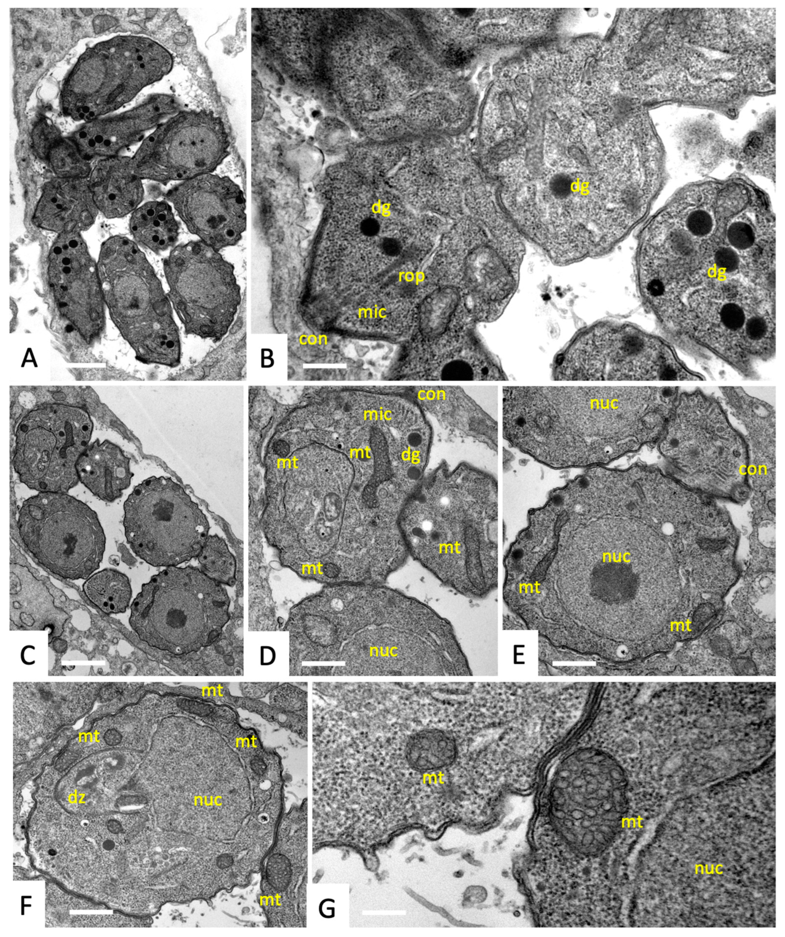 Biomedicines 10 02675 g002 Biomedicines 10 02675 g002