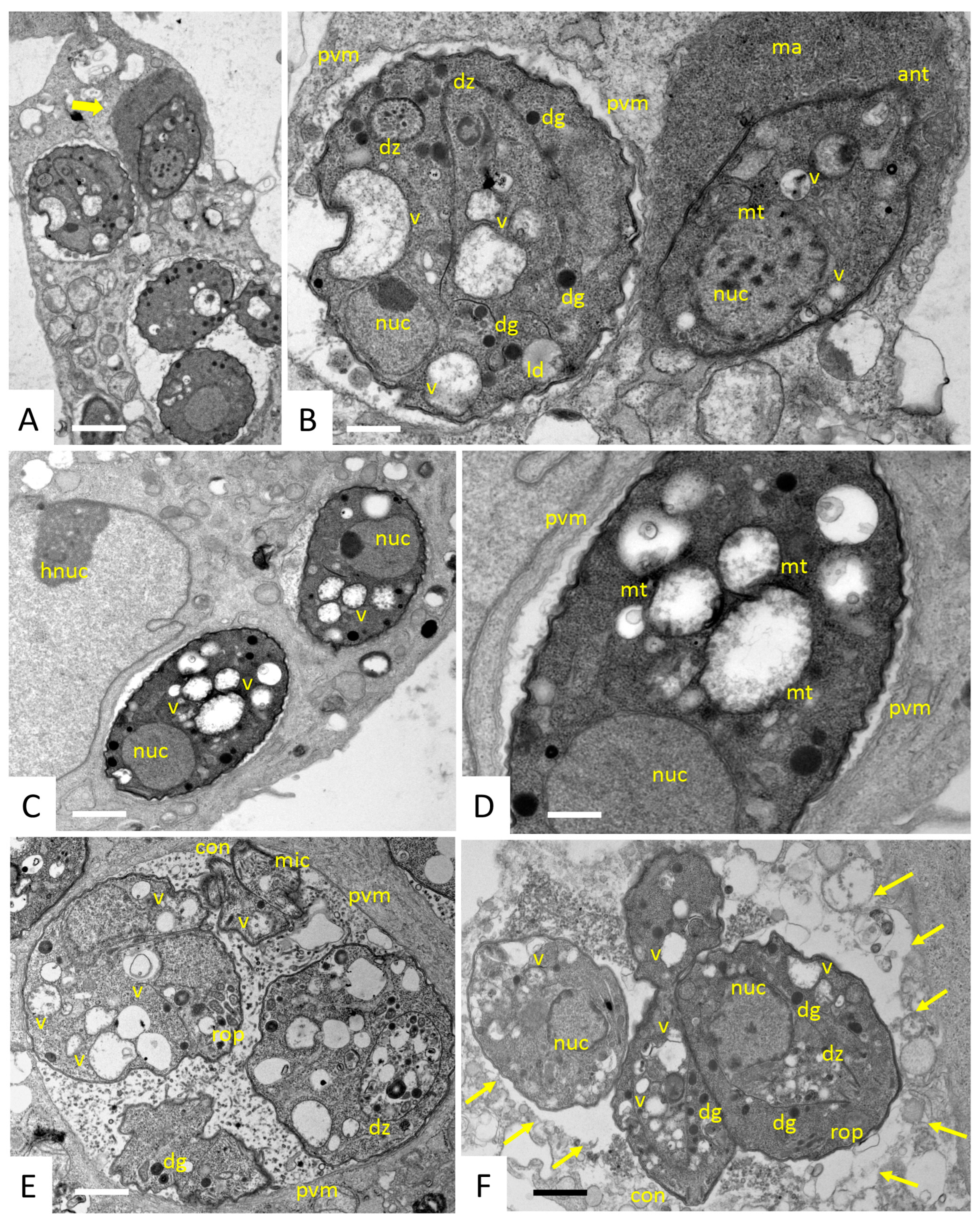Biomedicines 10 02675 g003 Biomedicines 10 02675 g003
