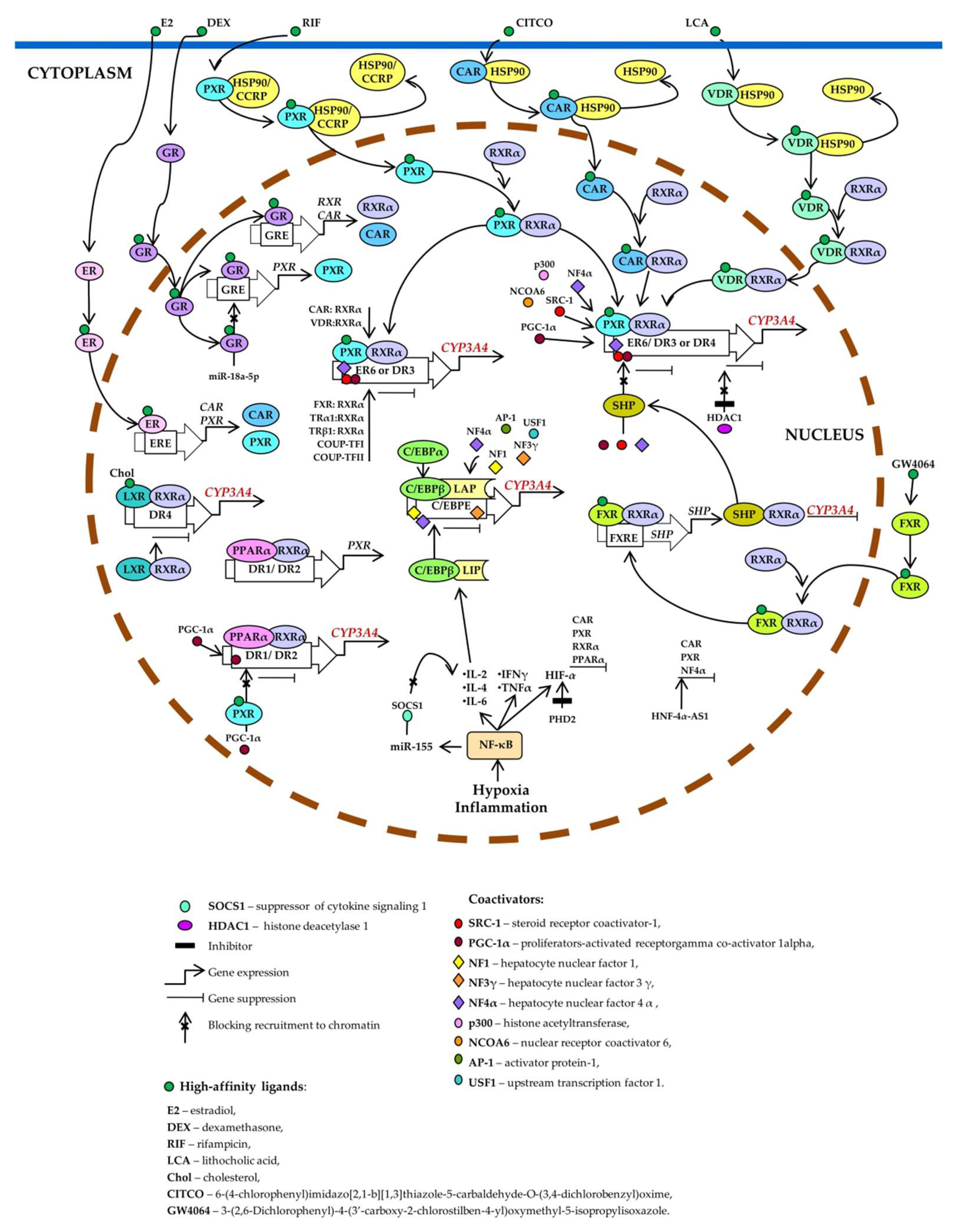 Biomedicines 10 02686 g003 Biomedicines 10 02686 g003