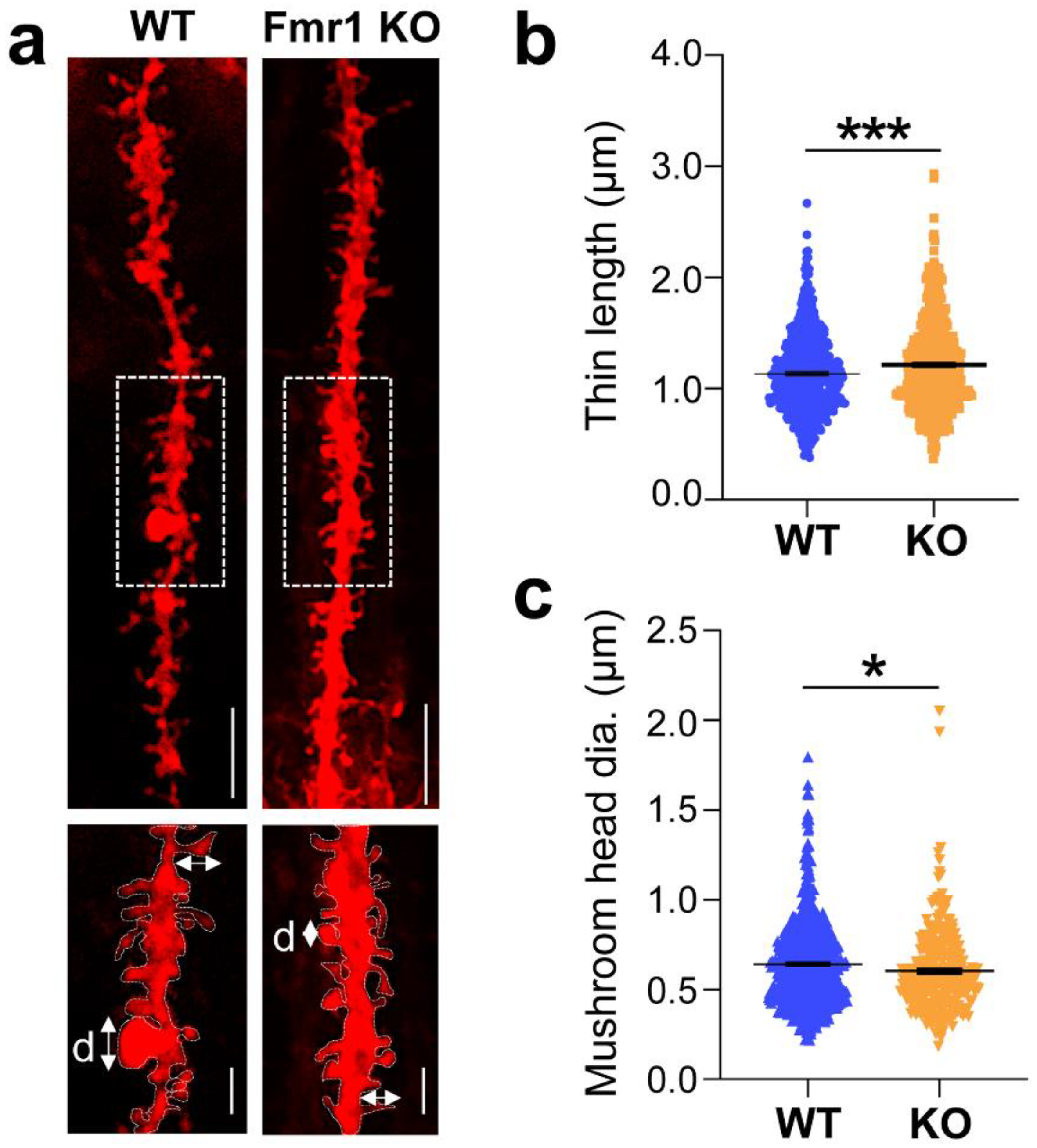 Biomedicines 10 02692 g004