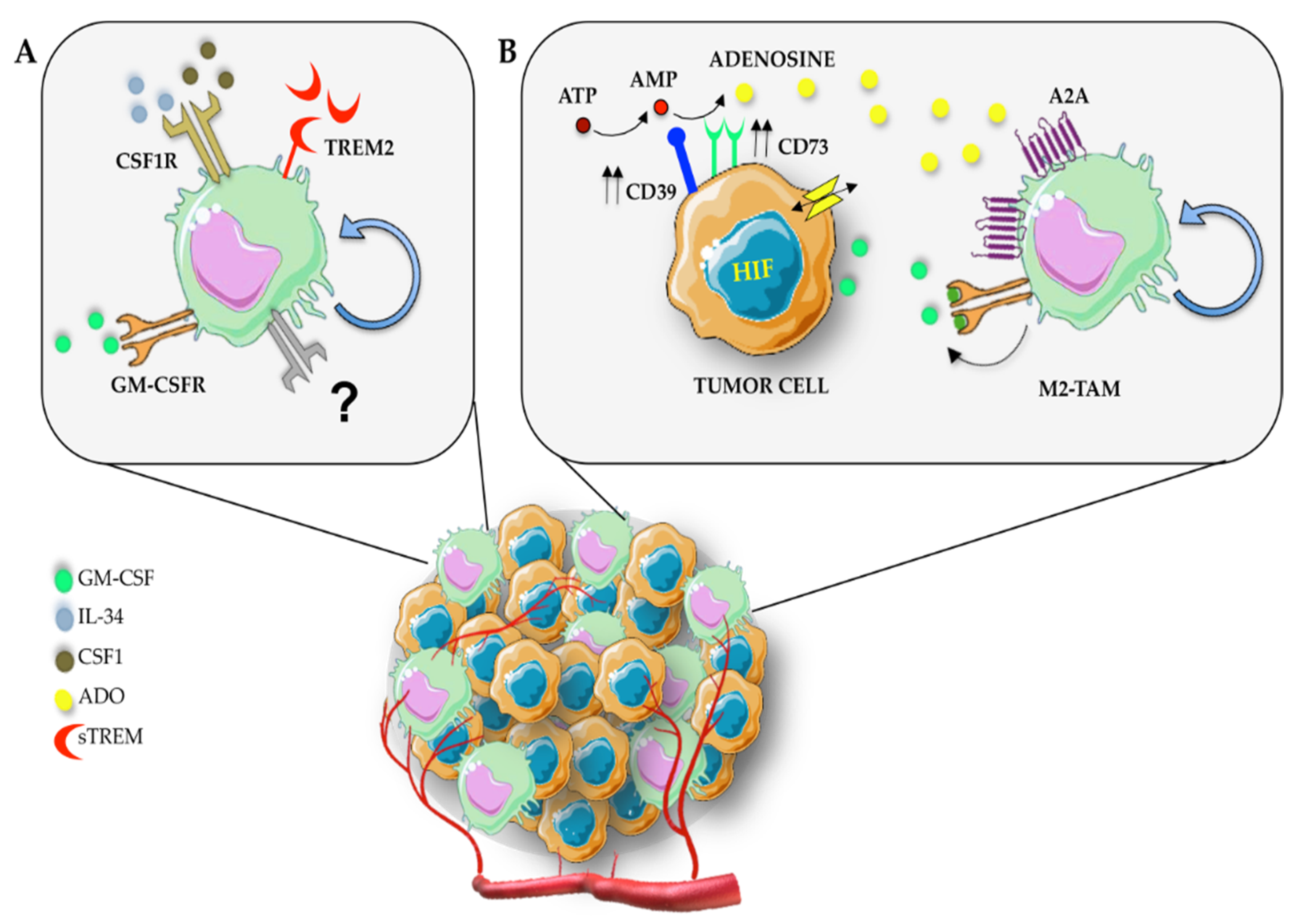 Self-Renewal of Macrophages: Tumor-Released Factors and Signaling