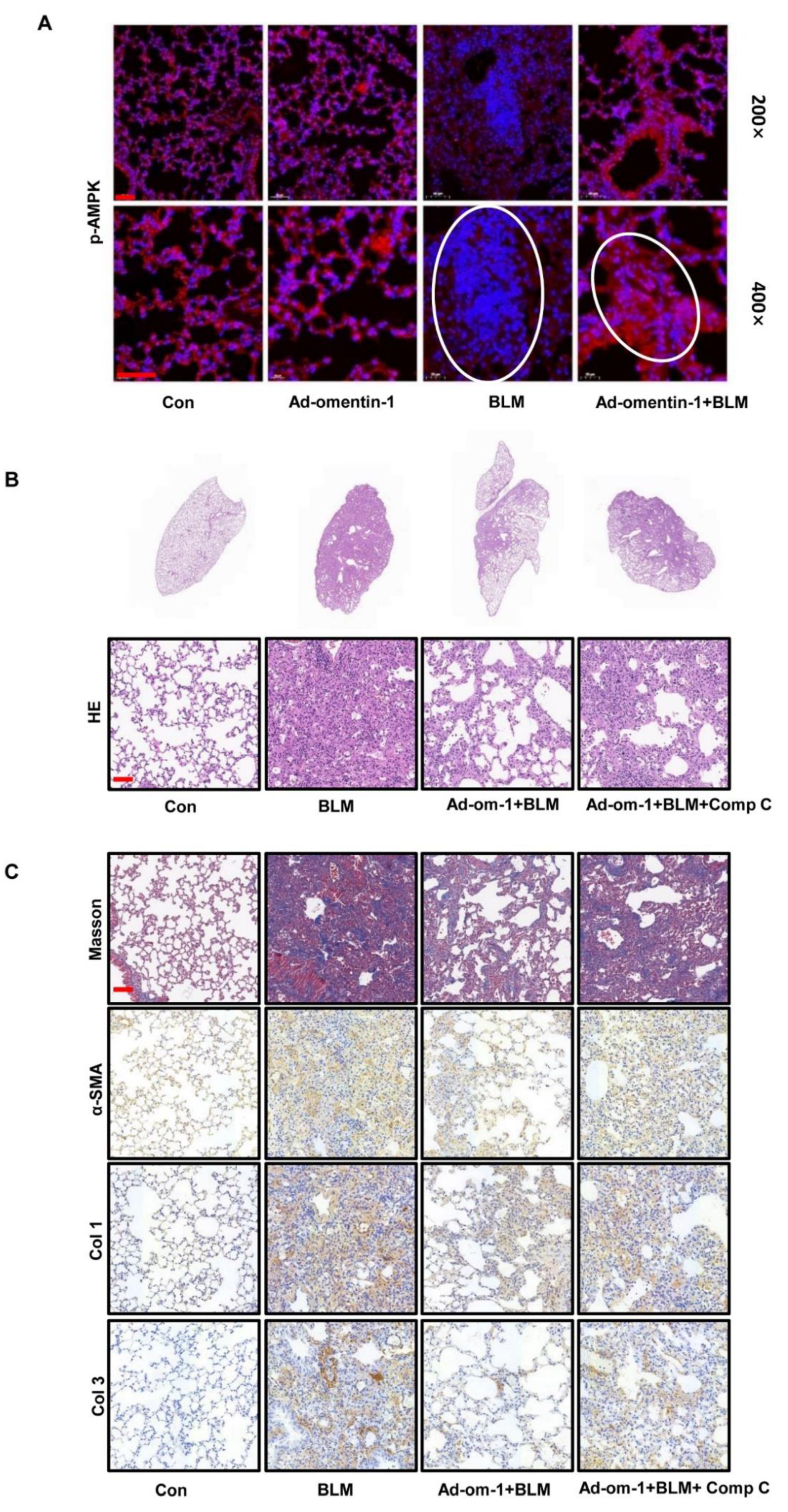 Biomedicines 10 02715 g006 Biomedicines 10 02715 g006
