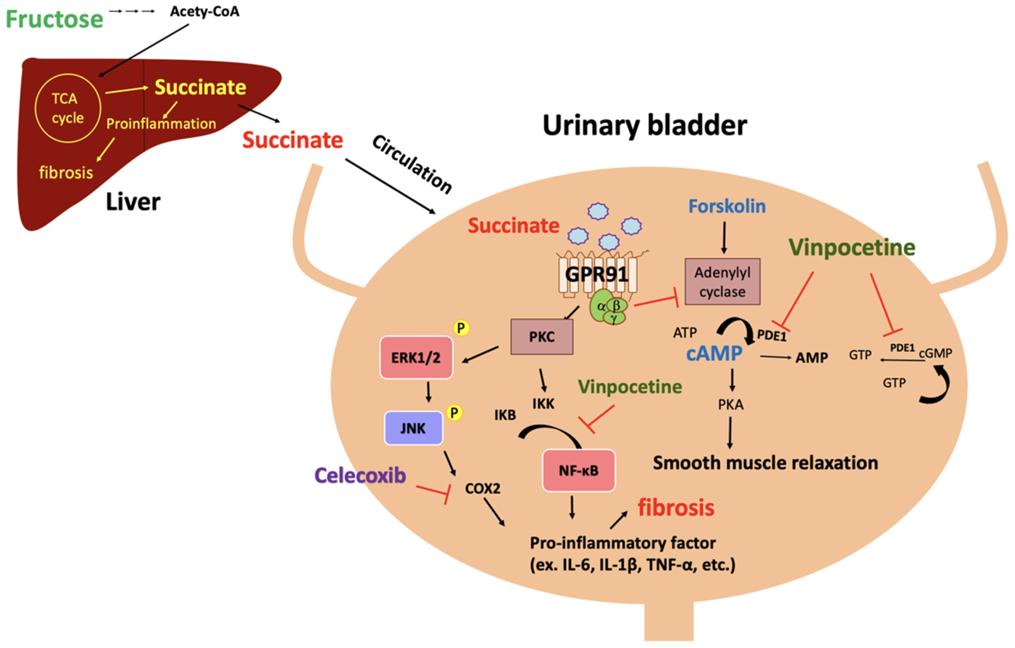 Biomedicines 10 02716 g007 Biomedicines 10 02716 g007