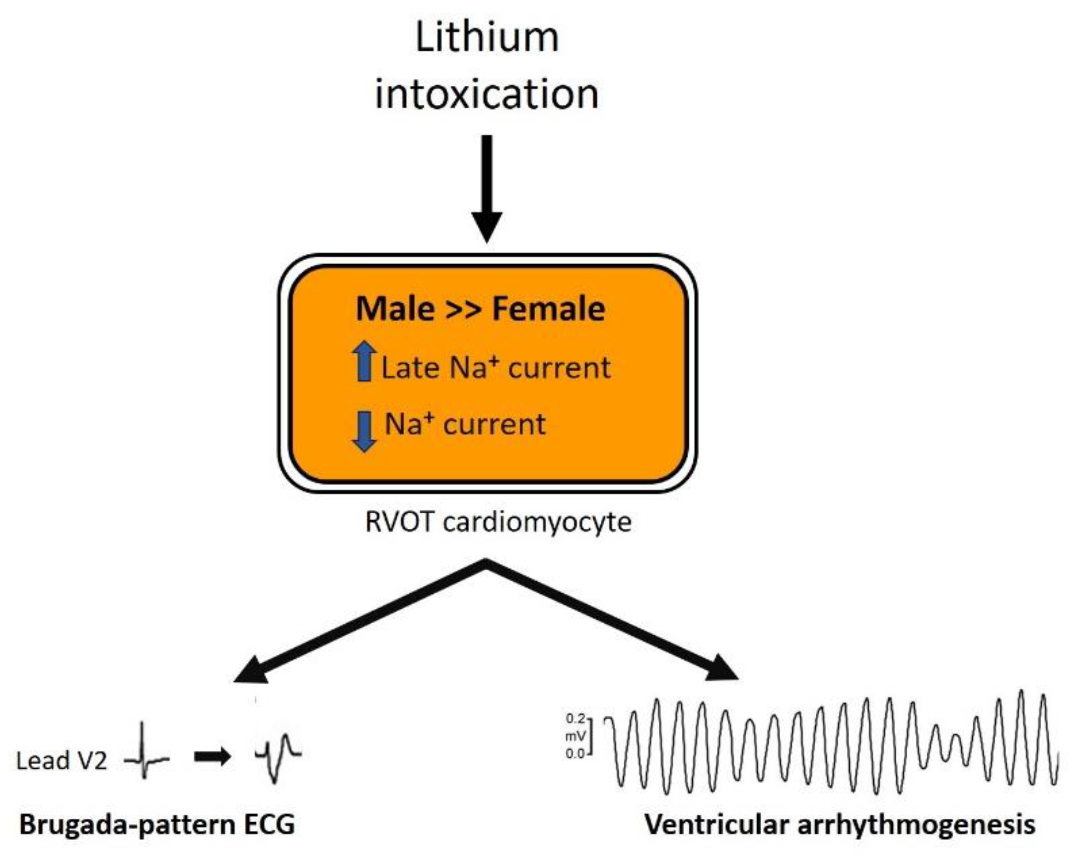 Biomedicines 10 02727 g008 Biomedicines 10 02727 g008