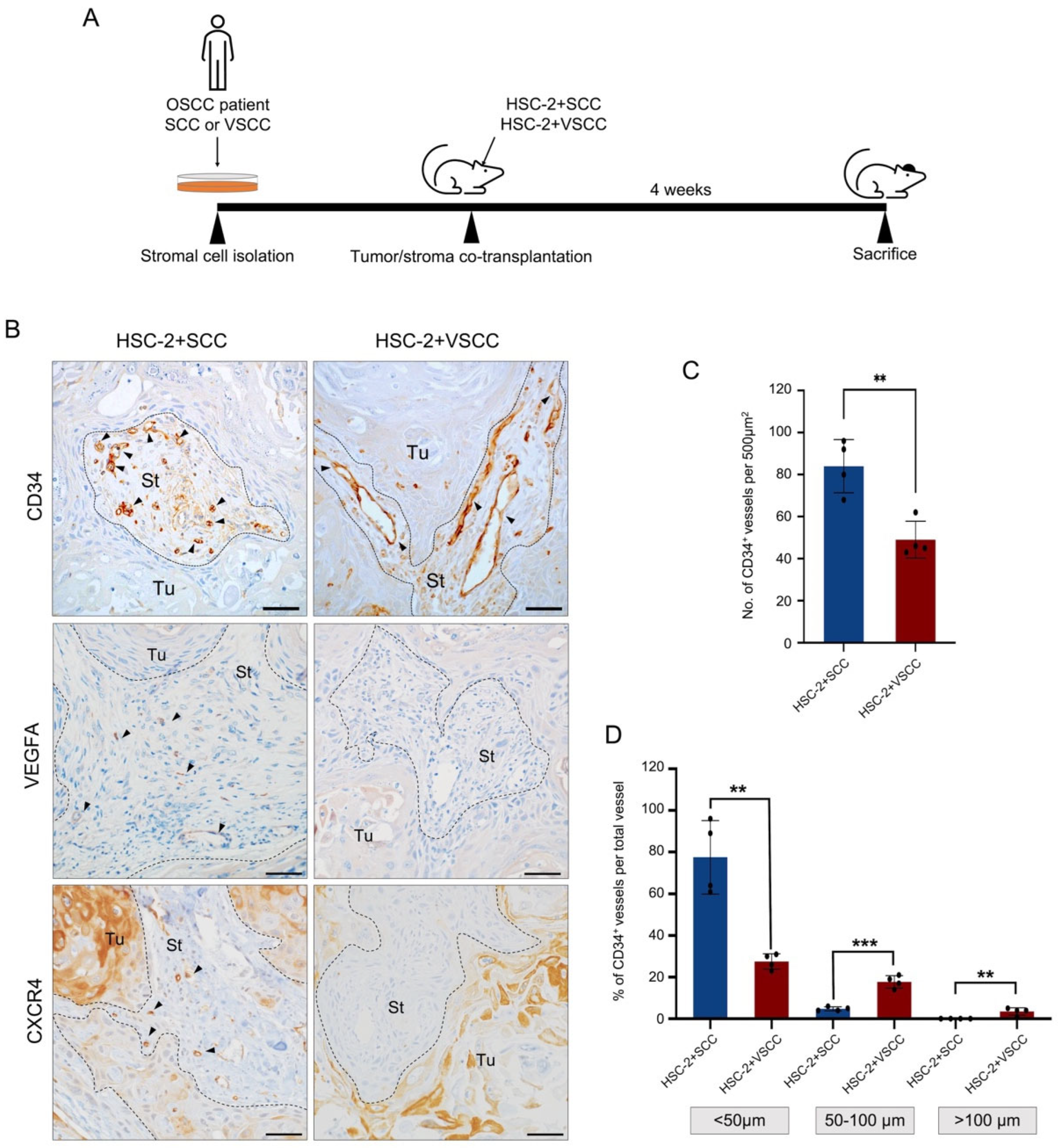 Biomedicines 10 02729 g001 Biomedicines 10 02729 g001