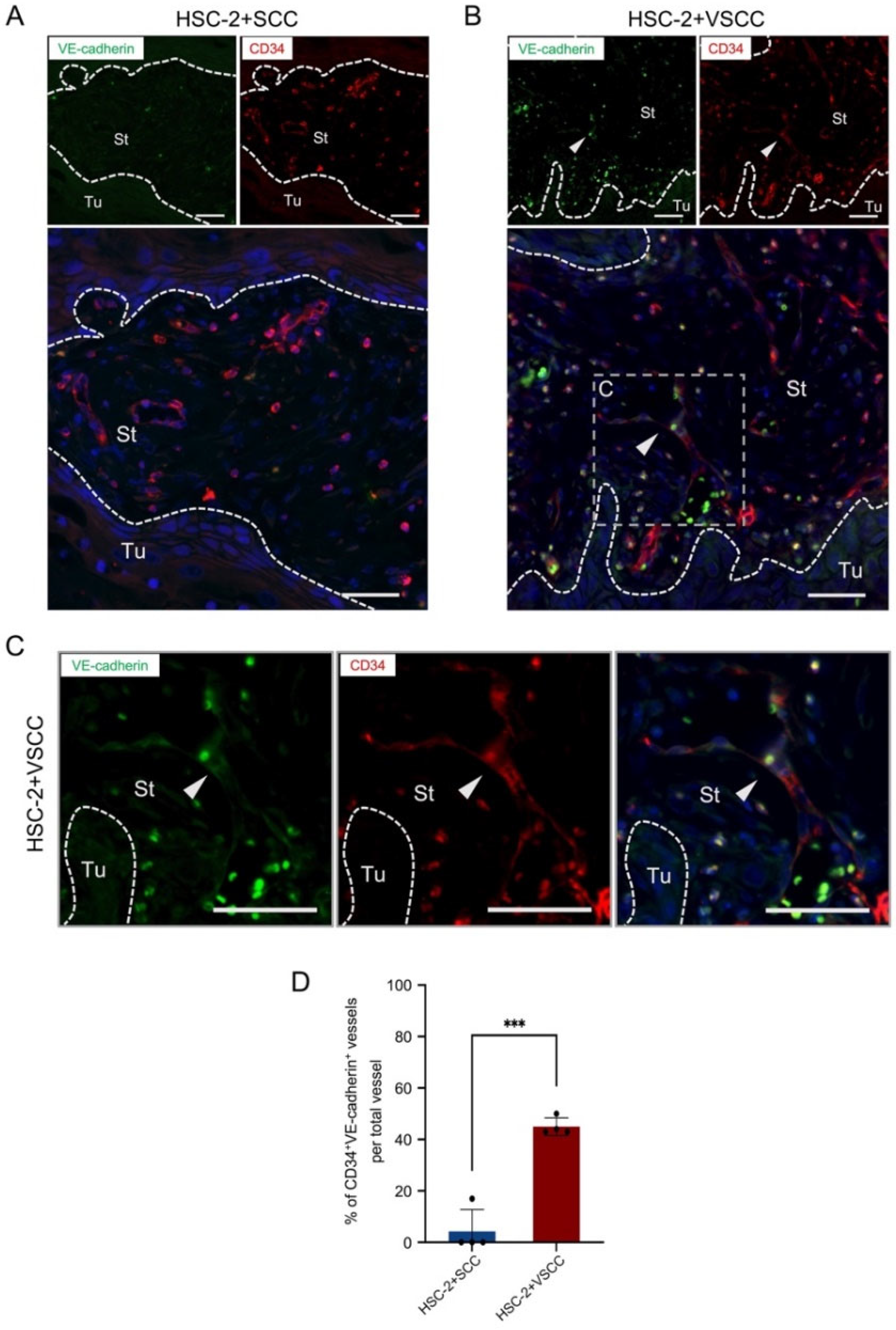 Biomedicines 10 02729 g002 Biomedicines 10 02729 g002