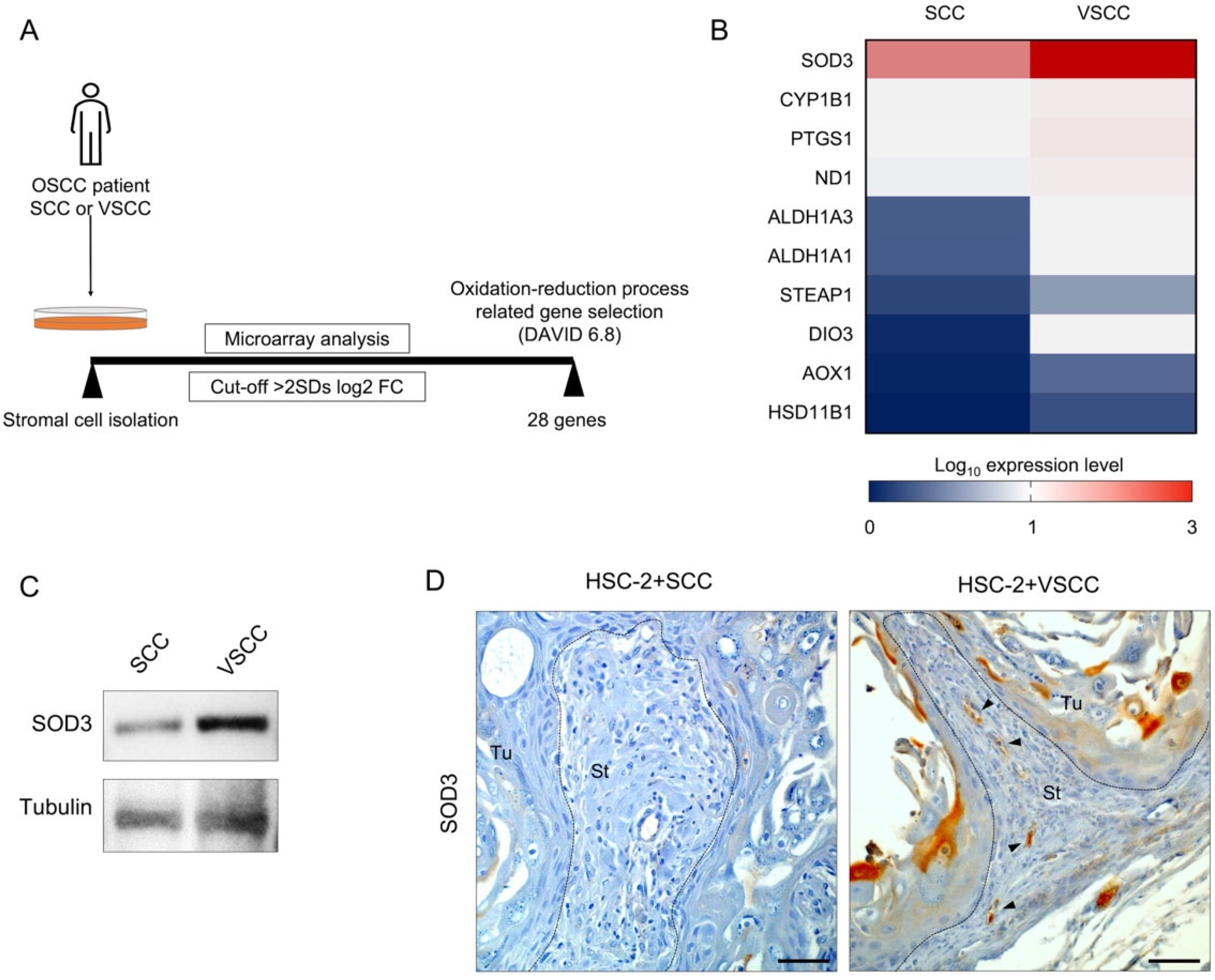 Biomedicines 10 02729 g003 Biomedicines 10 02729 g003