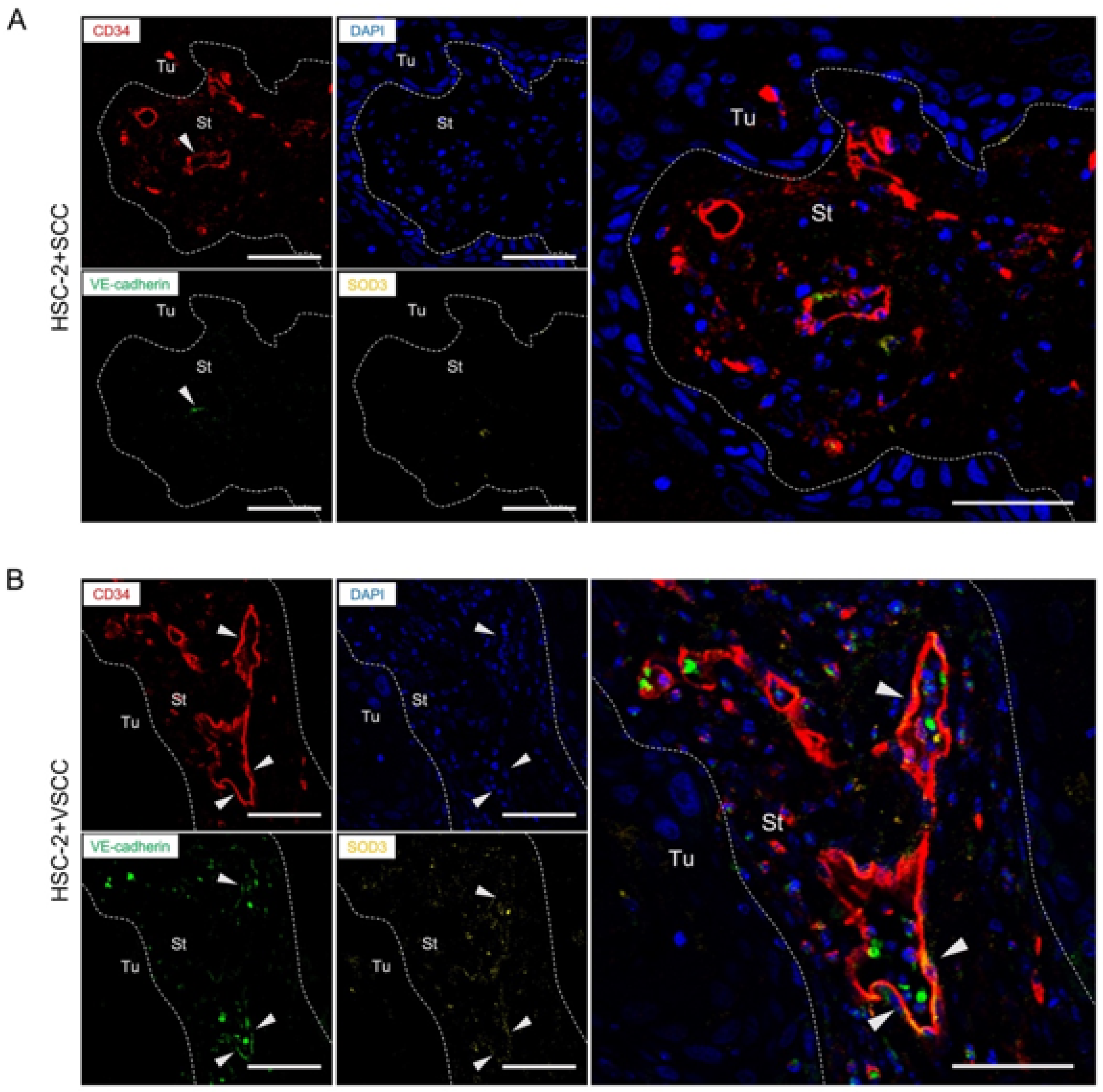 Biomedicines 10 02729 g005 Biomedicines 10 02729 g005
