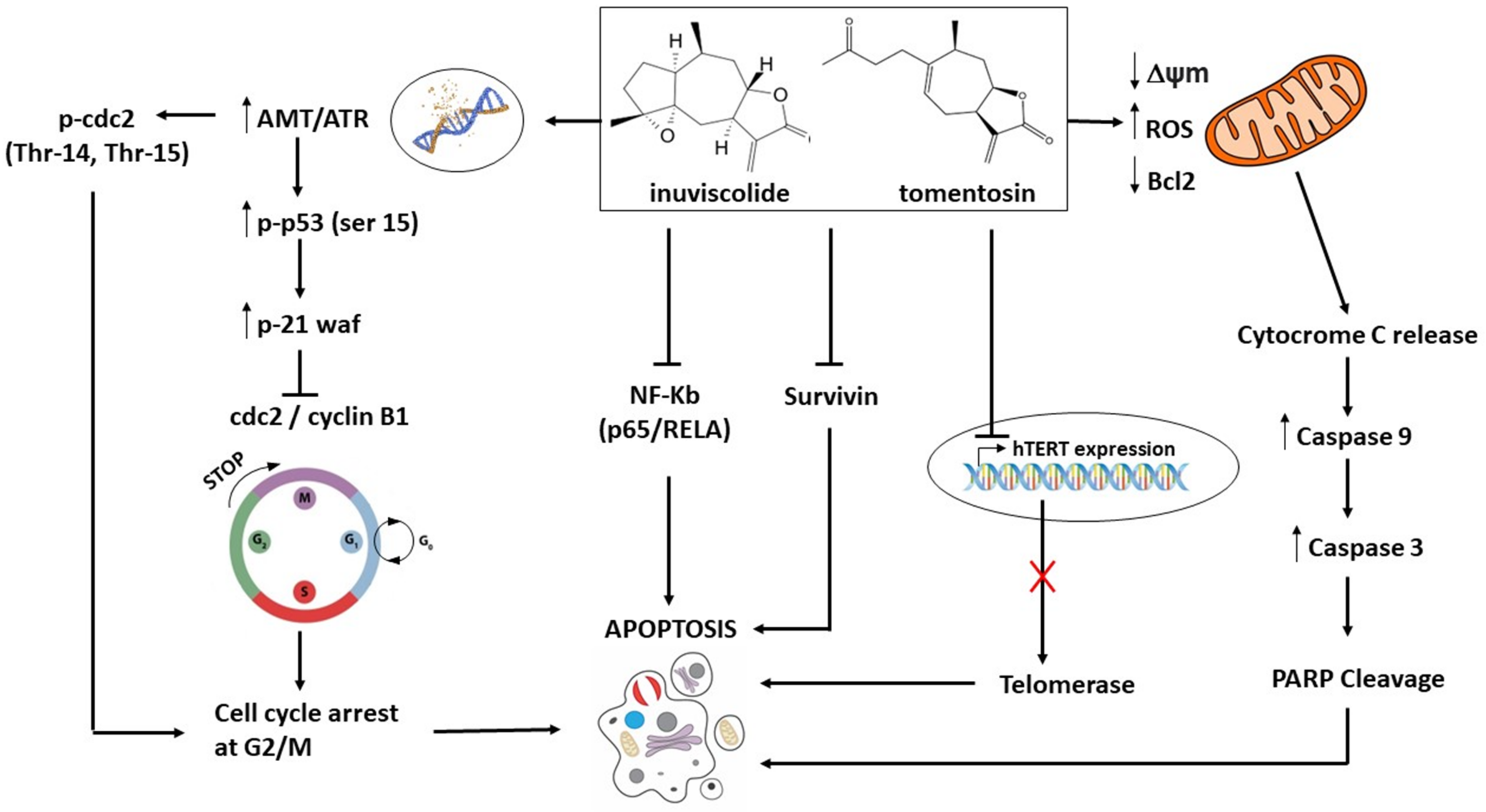 Biomedicines 10 02739 g001 Biomedicines 10 02739 g001