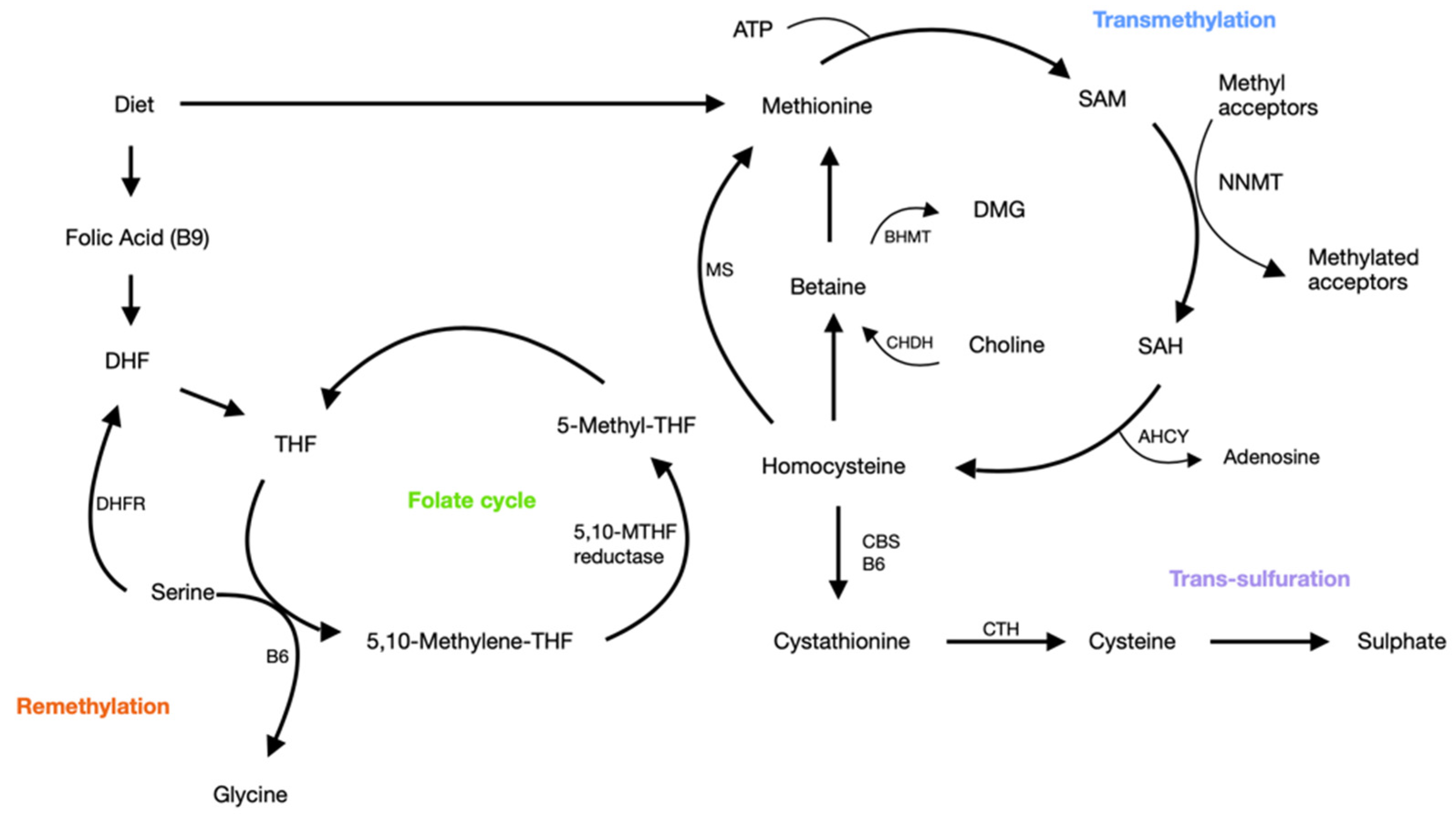 PDF) Plasma free choline, betaine and cognitive performance: the Hordaland  Health Study