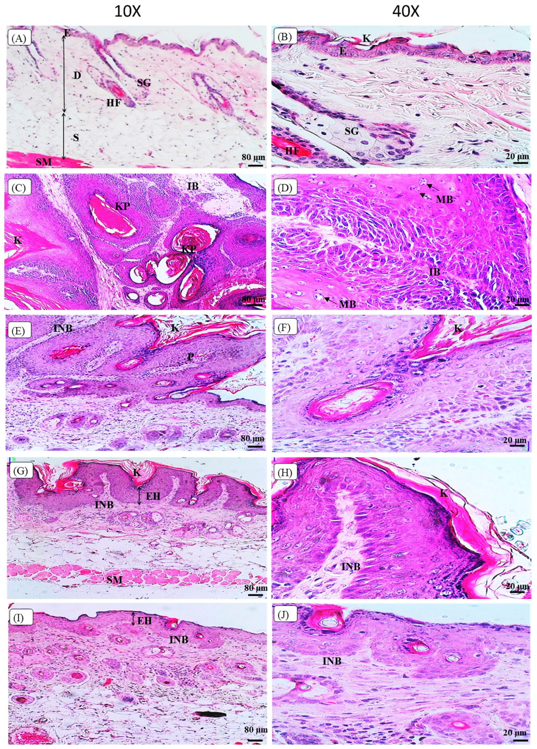 Biomedicines 10 02743 g005