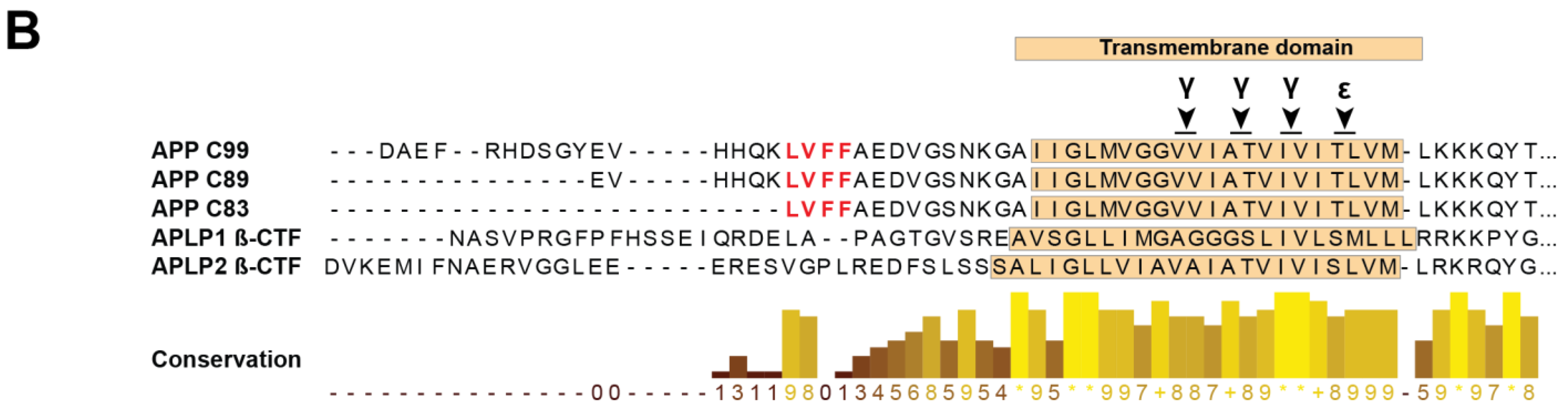 Biomedicines 10 02753 g002b Biomedicines 10 02753 g002b