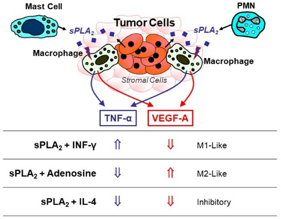 Biomedicines 10 02763 g002 Biomedicines 10 02763 g002