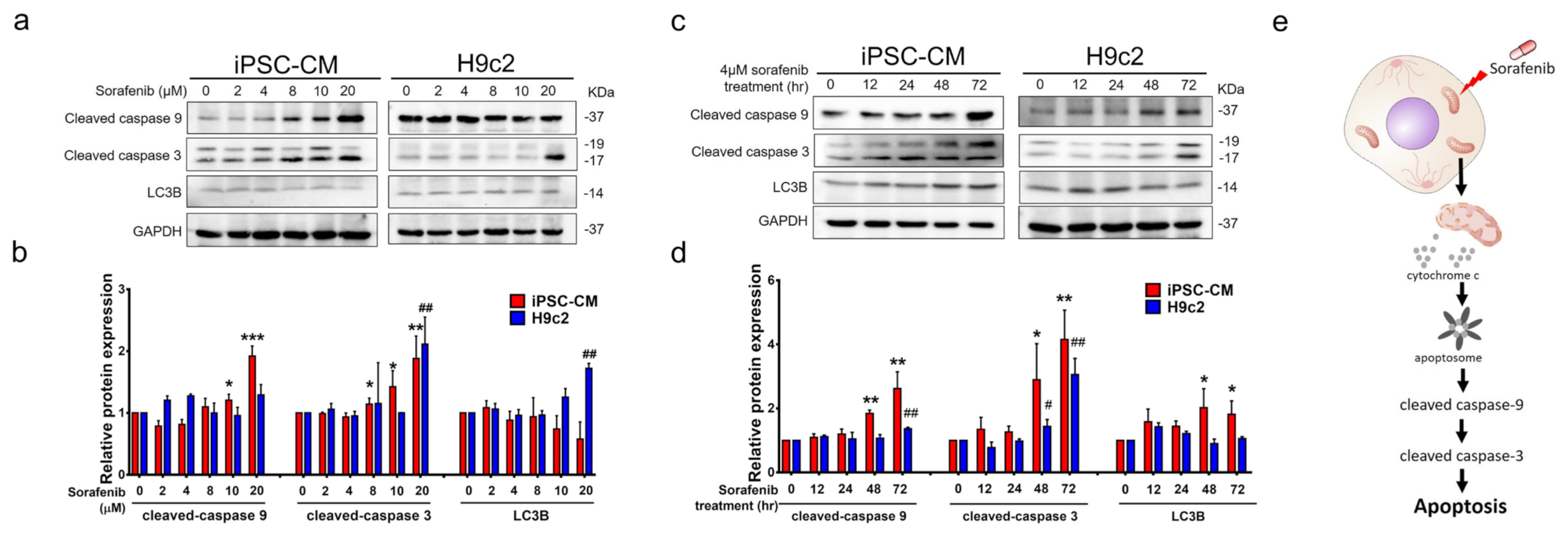 Biomedicines 10 02764 g006 Biomedicines 10 02764 g006