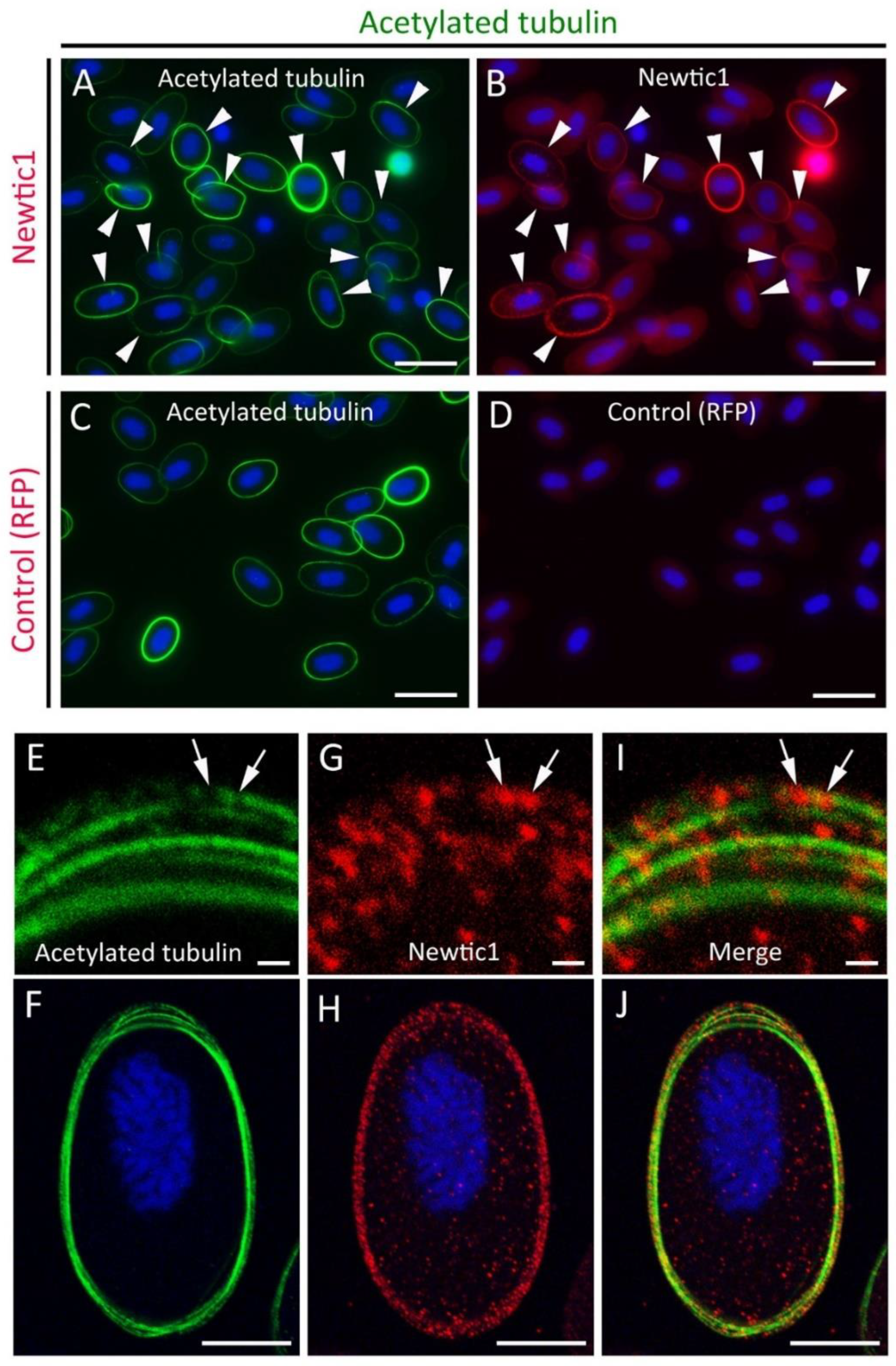 Biomedicines 10 02772 g003