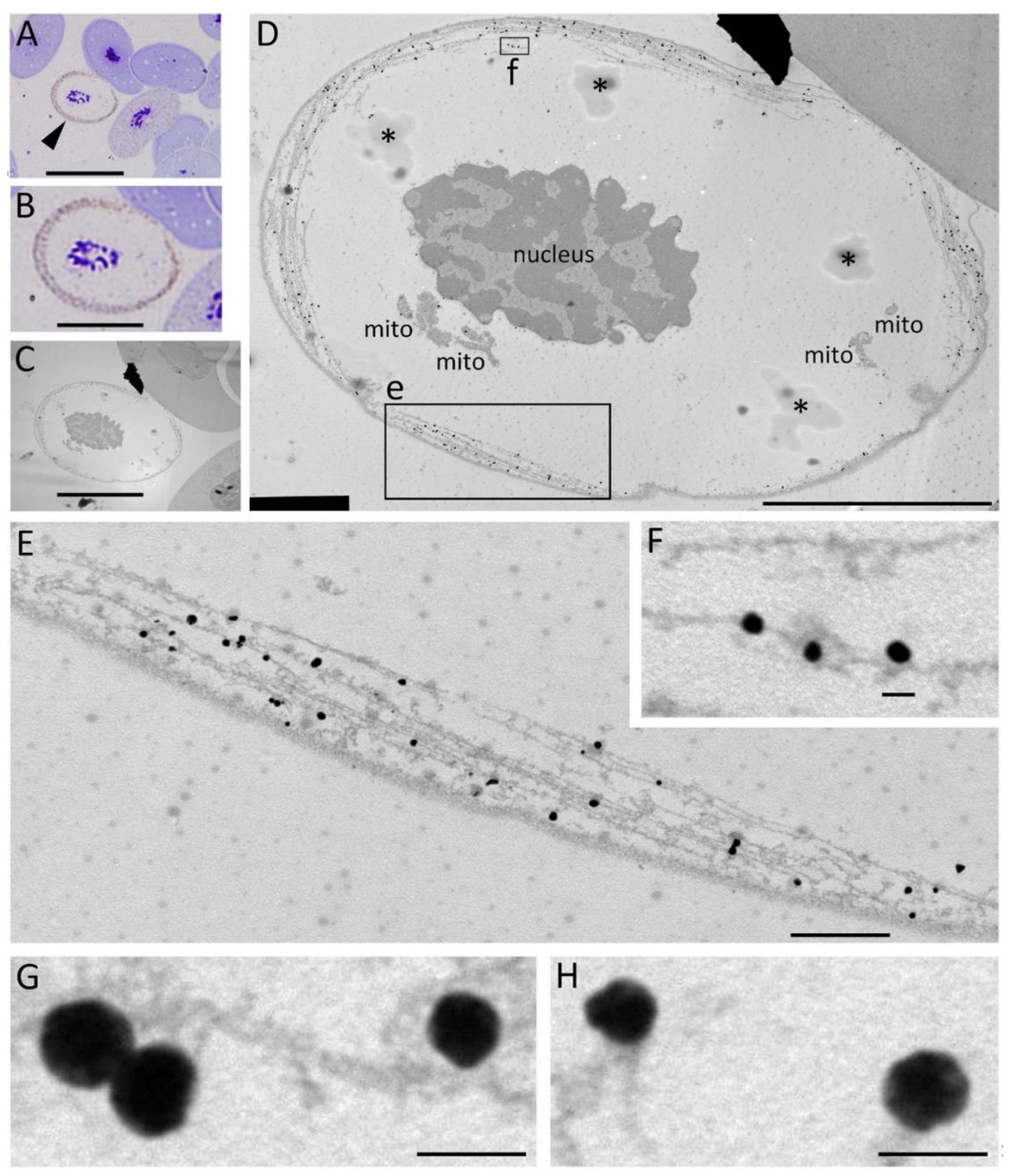 Biomedicines 10 02772 g004