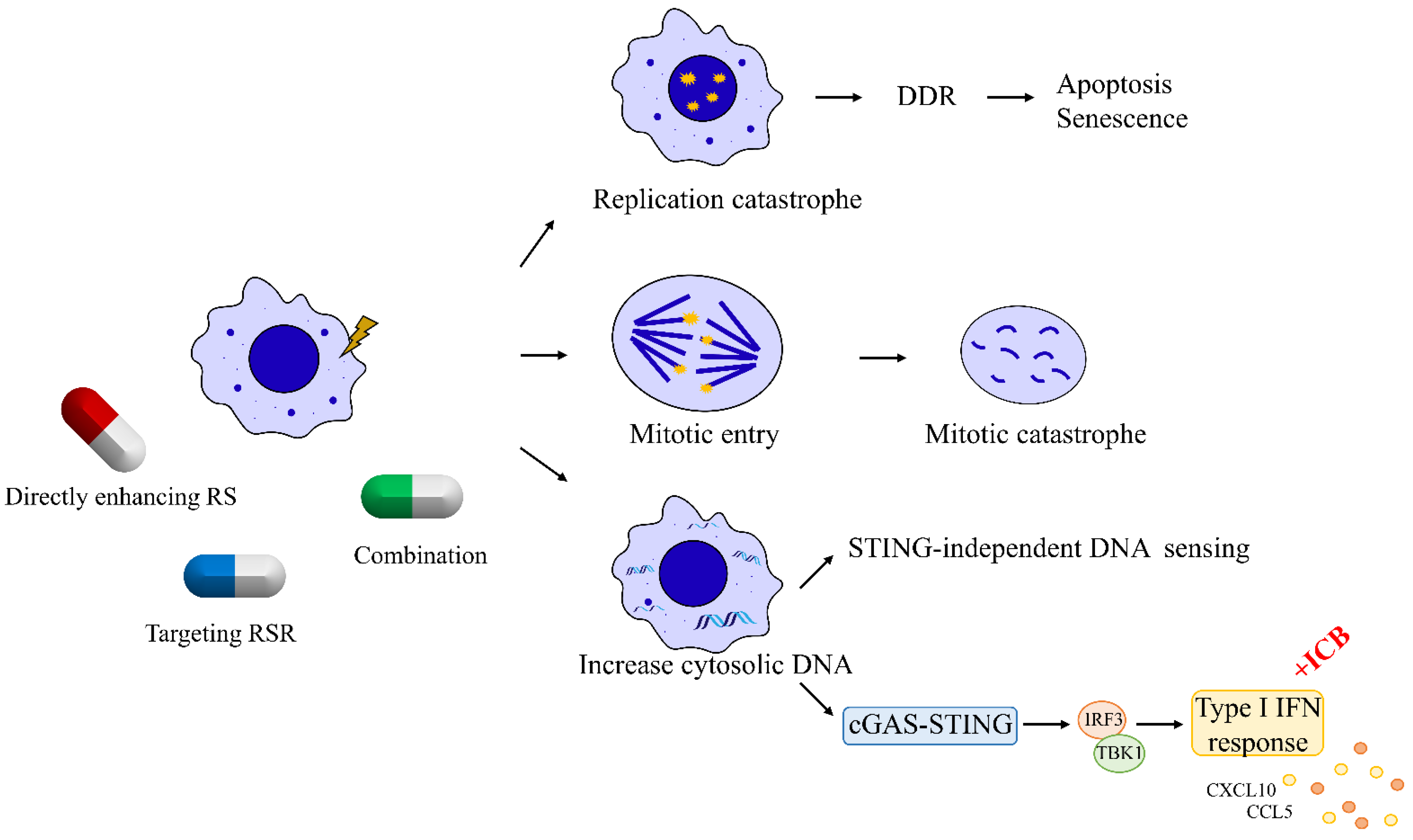 Biomedicines 10 02775 g002