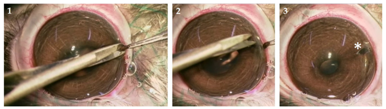 Biomedicines 10 02777 g001 Biomedicines 10 02777 g001