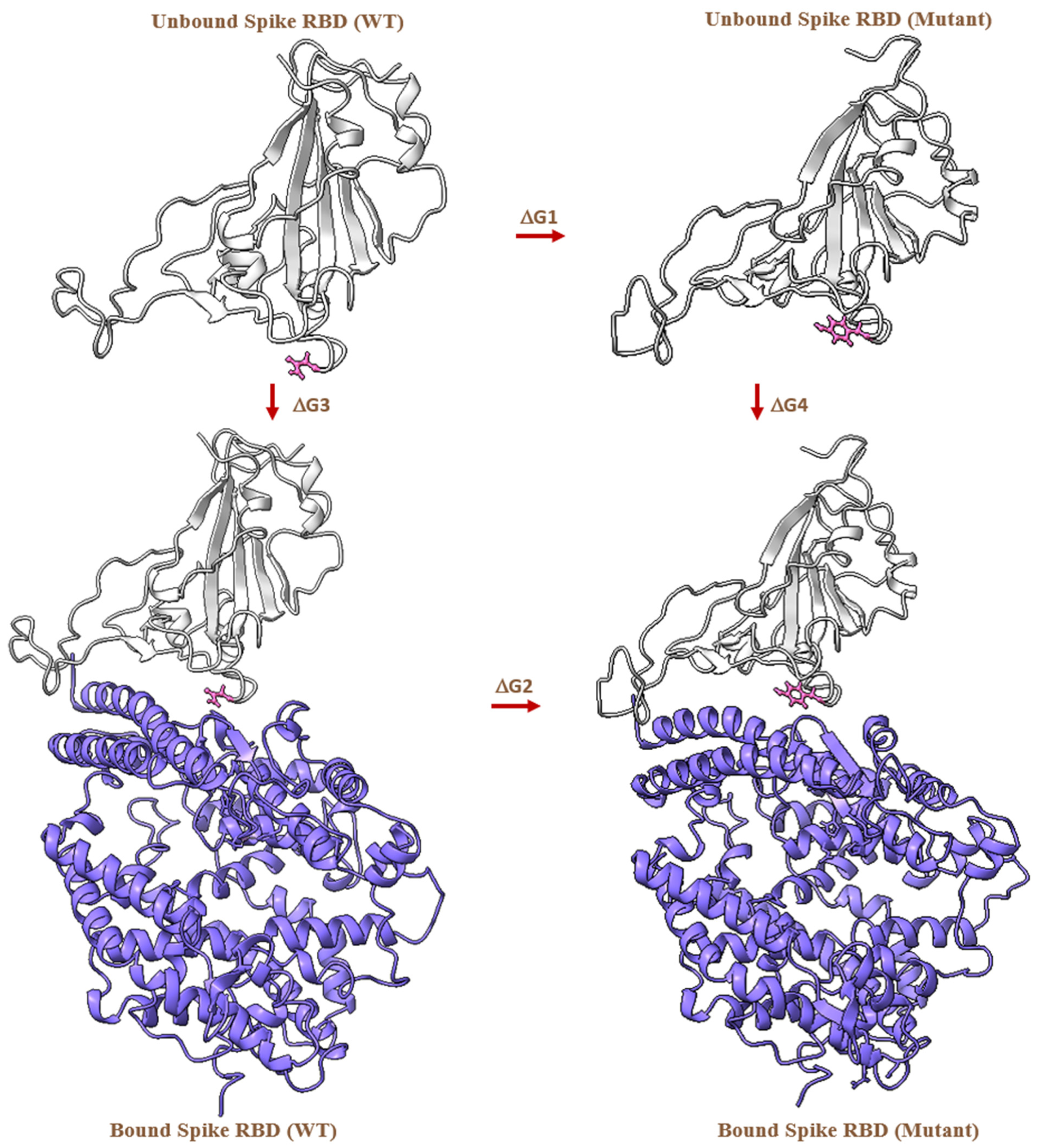 Alchemical Free Energy Calculations on Membrane-Associated