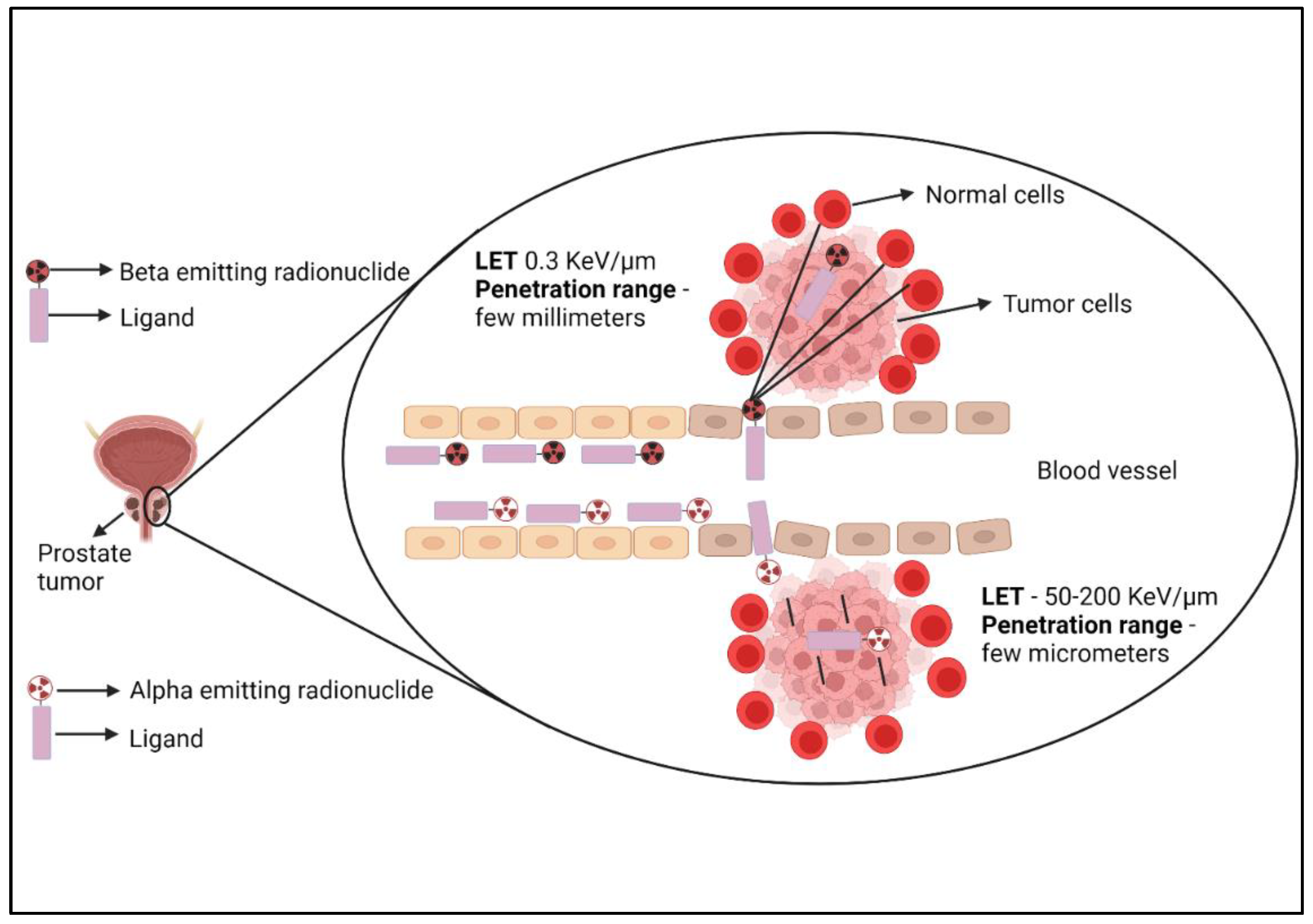 Biomedicines 10 02787 g002 Biomedicines 10 02787 g002