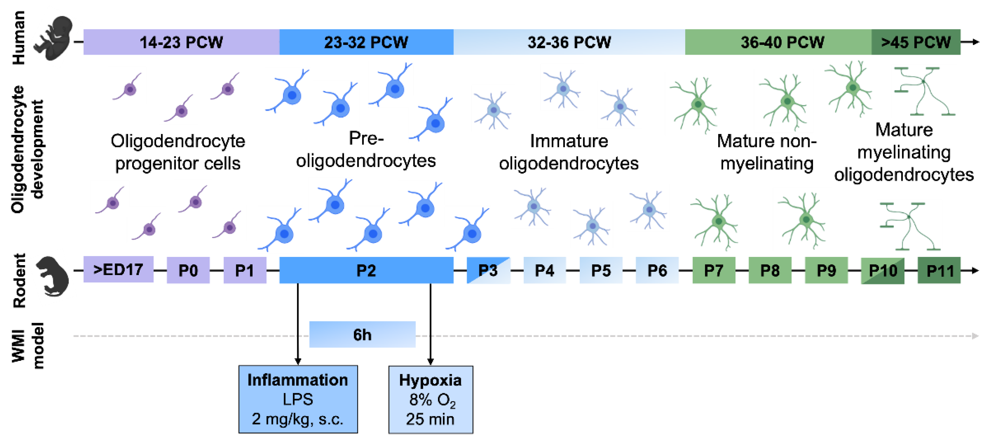 Biomedicines 10 02810 g001
