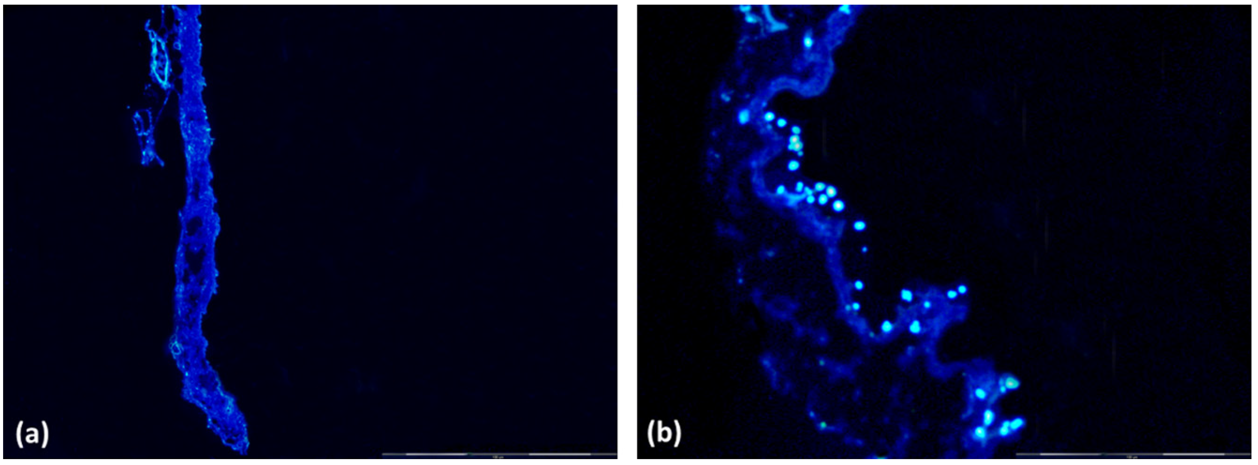 Biomedicines 10 02814 g001 Biomedicines 10 02814 g001