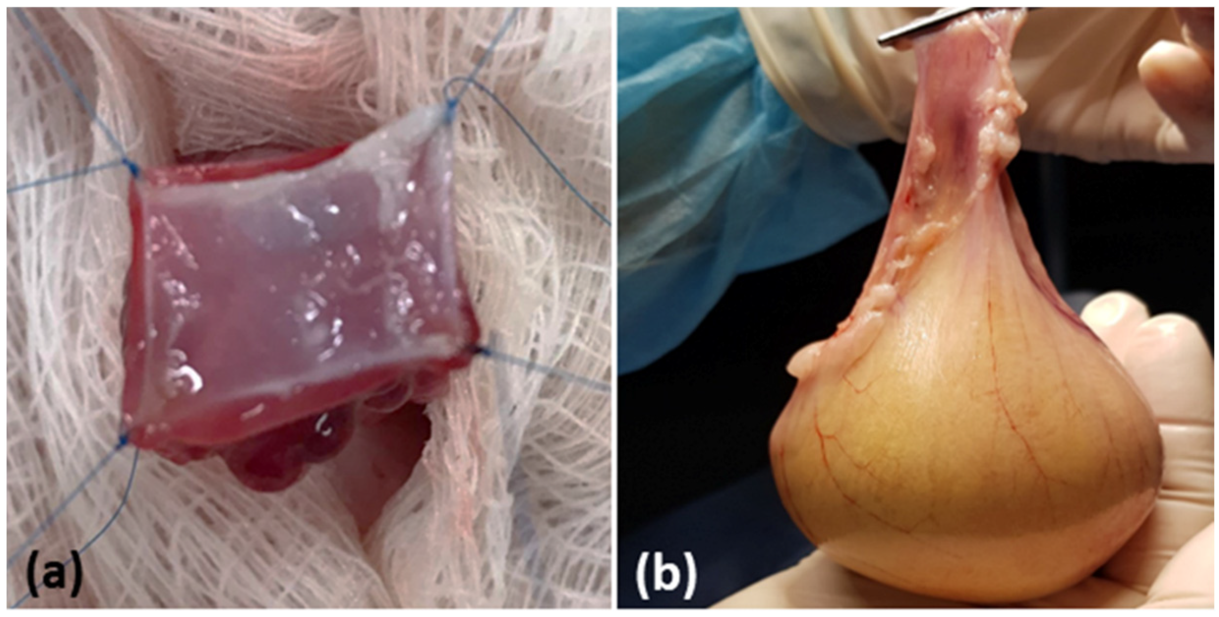 Biomedicines 10 02814 g002a Biomedicines 10 02814 g002a