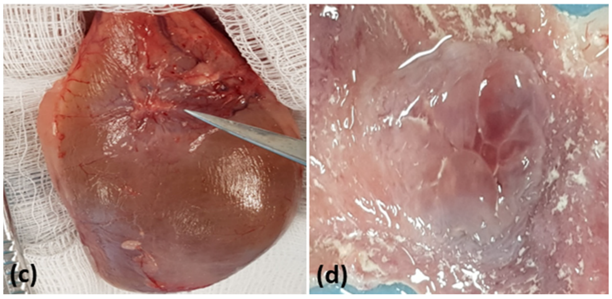 Biomedicines 10 02814 g002b Biomedicines 10 02814 g002b