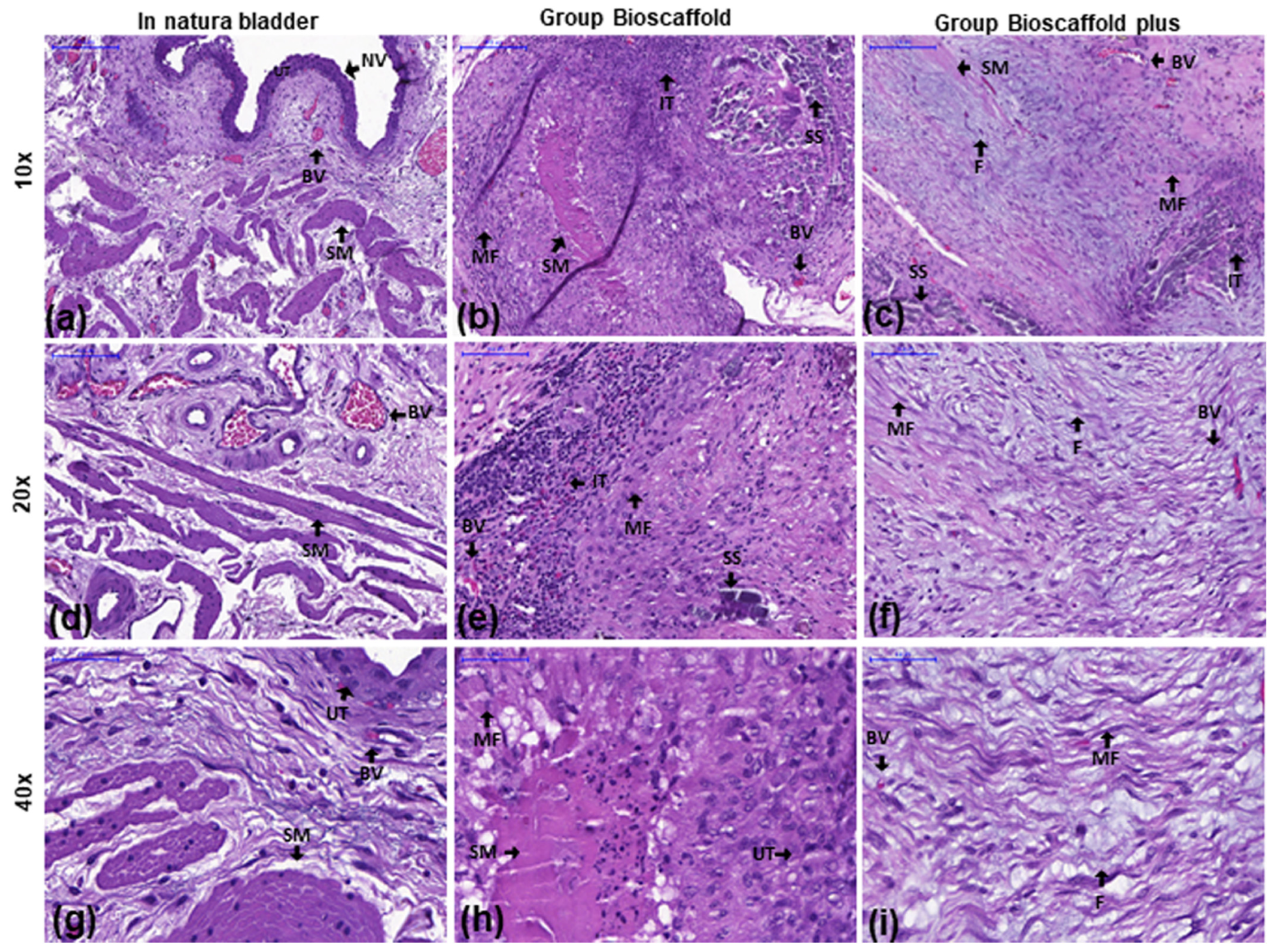 Biomedicines 10 02814 g003 Biomedicines 10 02814 g003