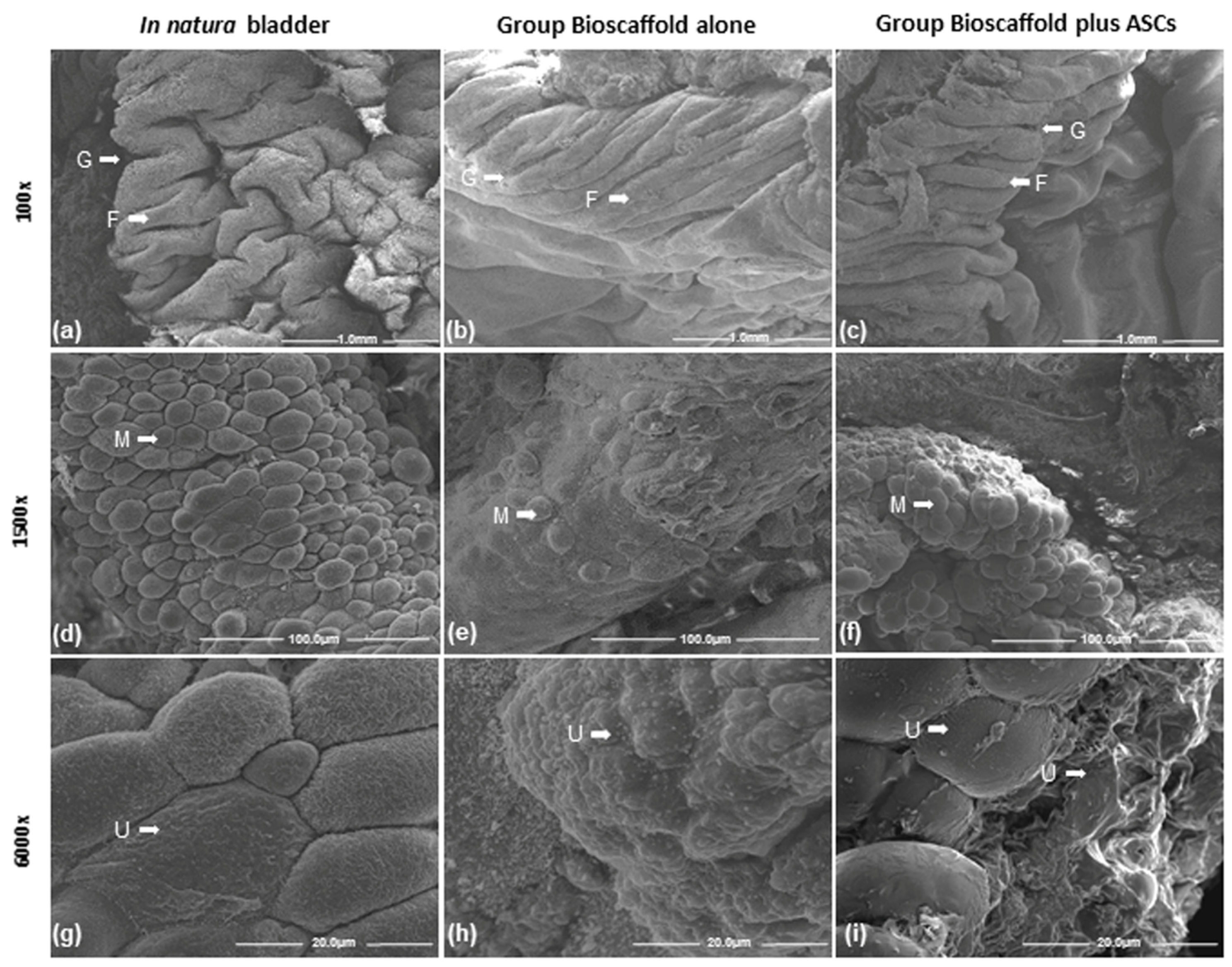 Biomedicines 10 02814 g005 Biomedicines 10 02814 g005
