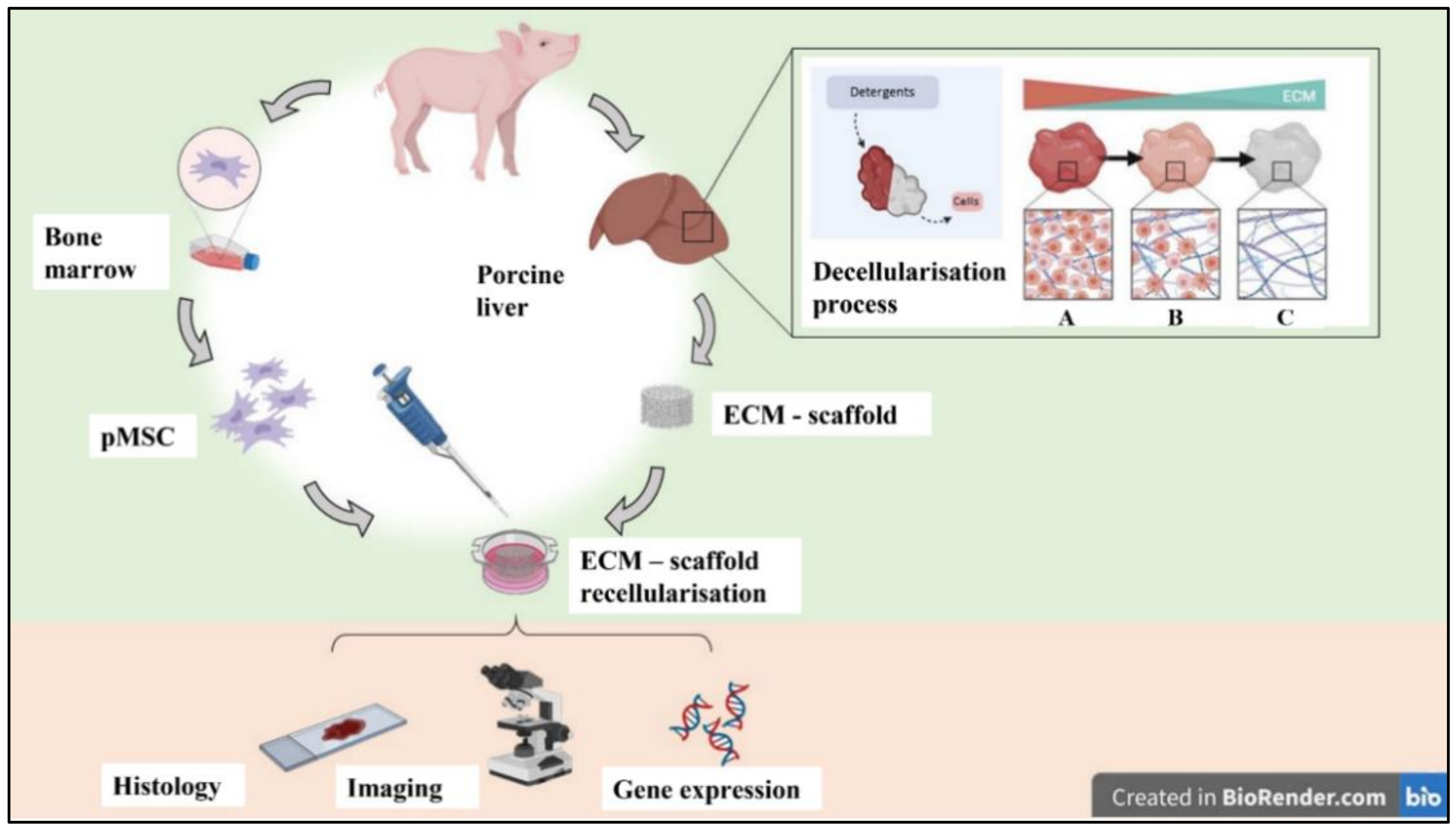 Biomedicines 10 02817 g001