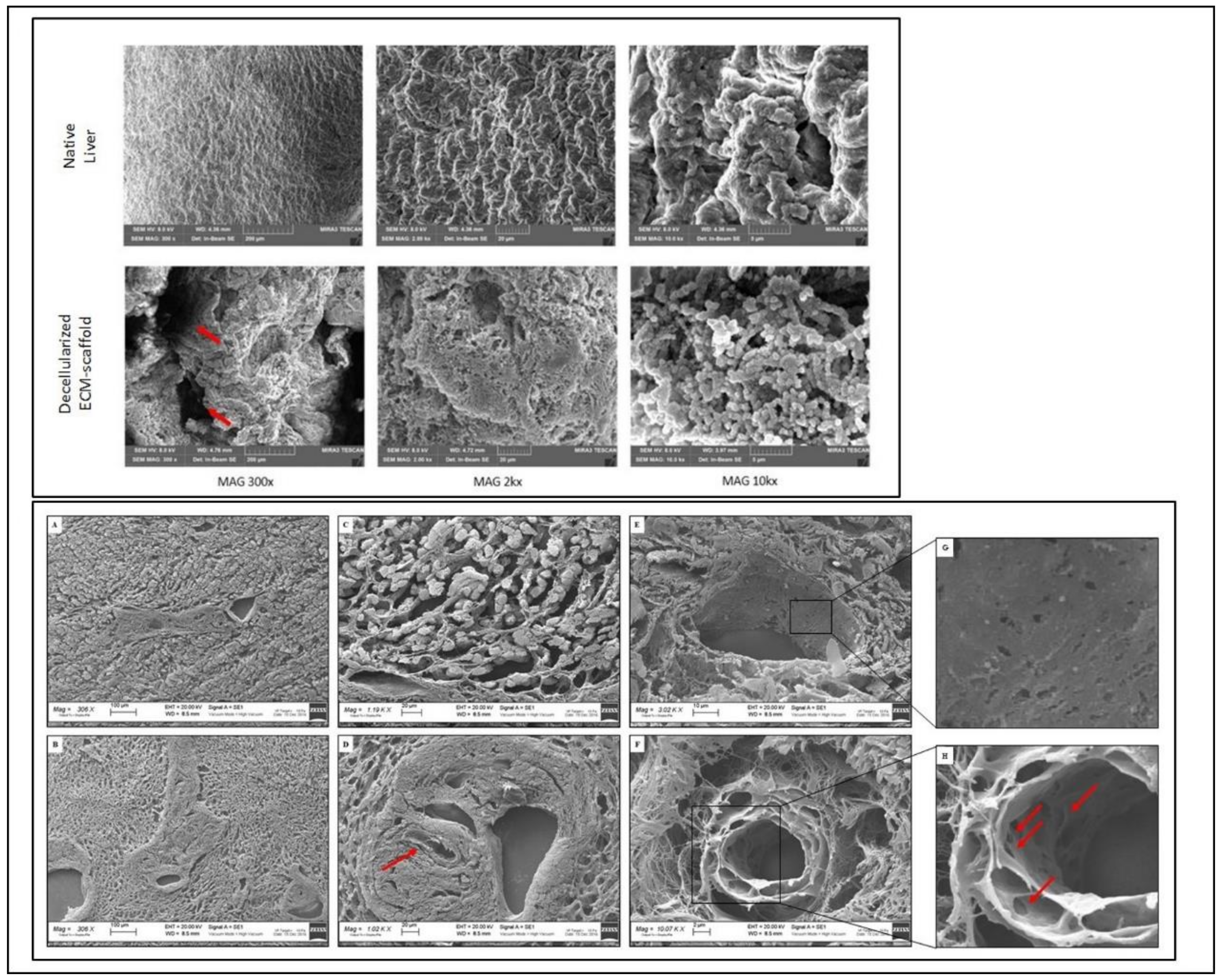 Biomedicines 10 02817 g003