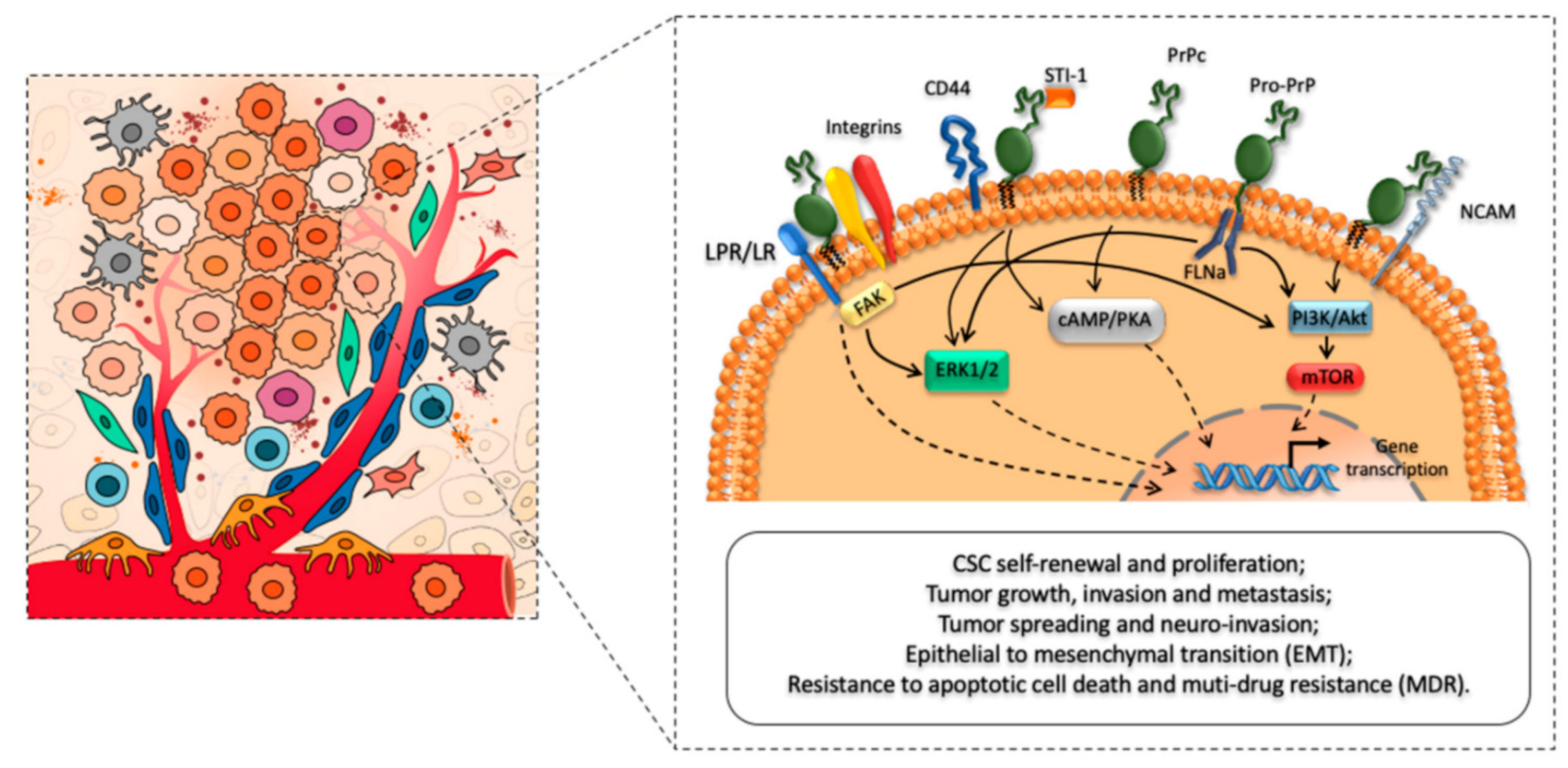 Biomedicines 10 02833 g003 550