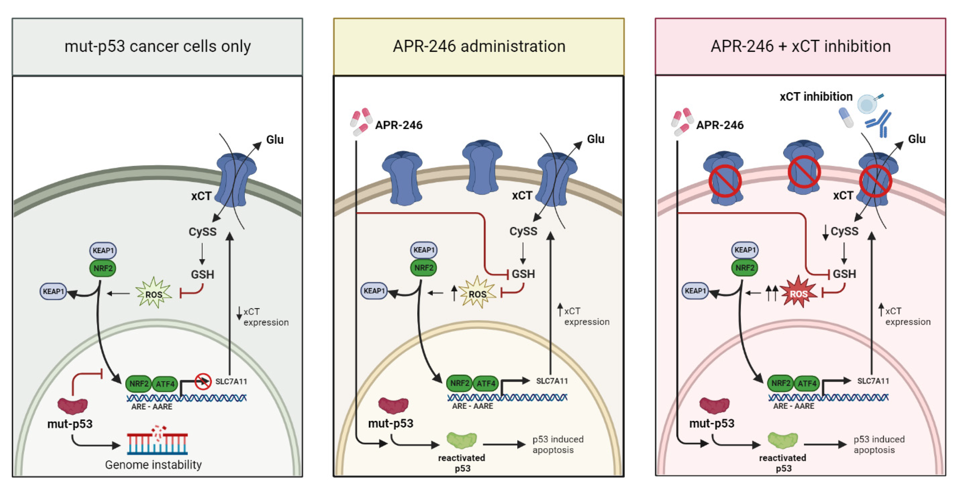 Biomedicines 10 02843 g007
