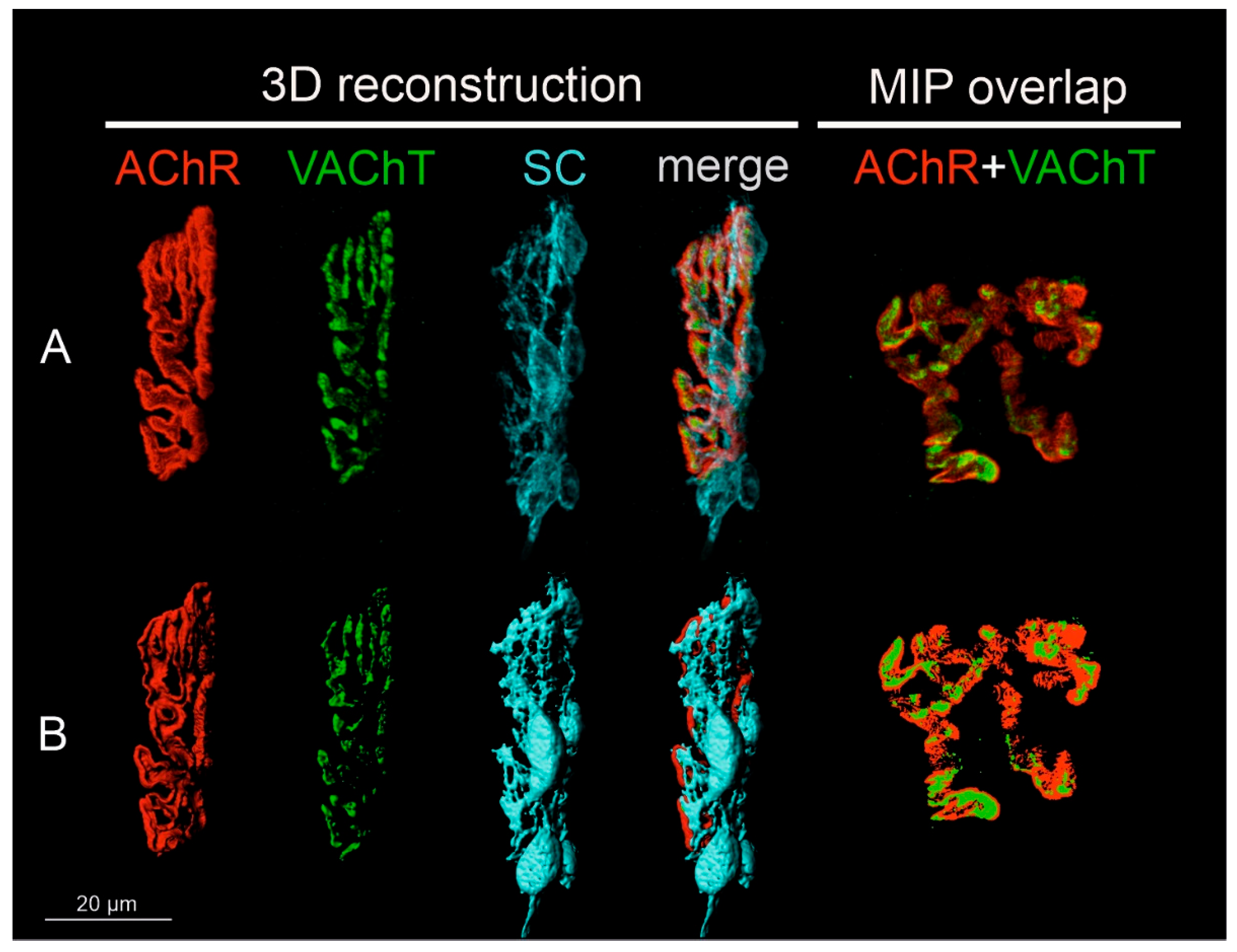 Biomedicines 10 02851 g001 Biomedicines 10 02851 g001