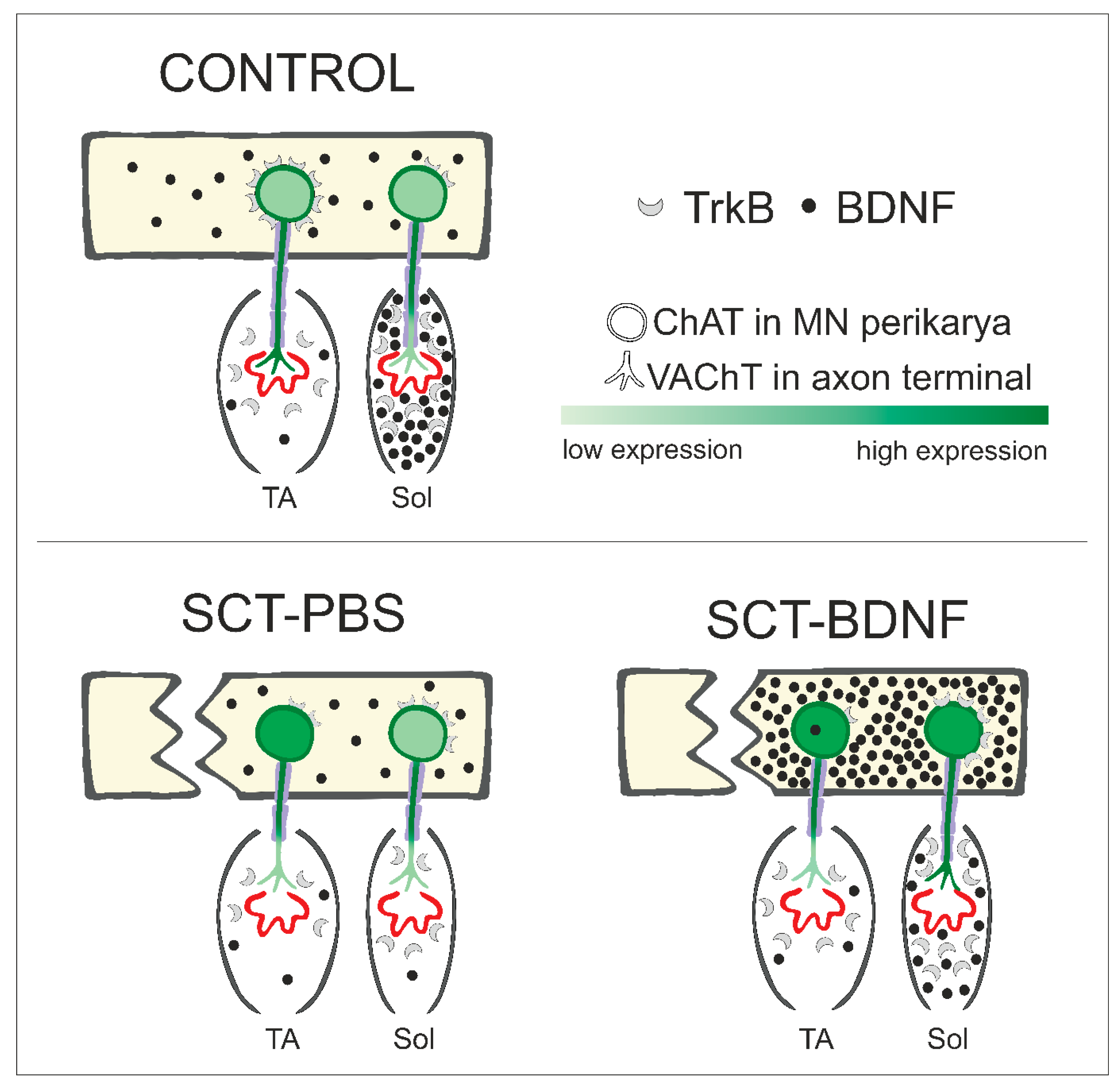 Biomedicines 10 02851 g007 Biomedicines 10 02851 g007