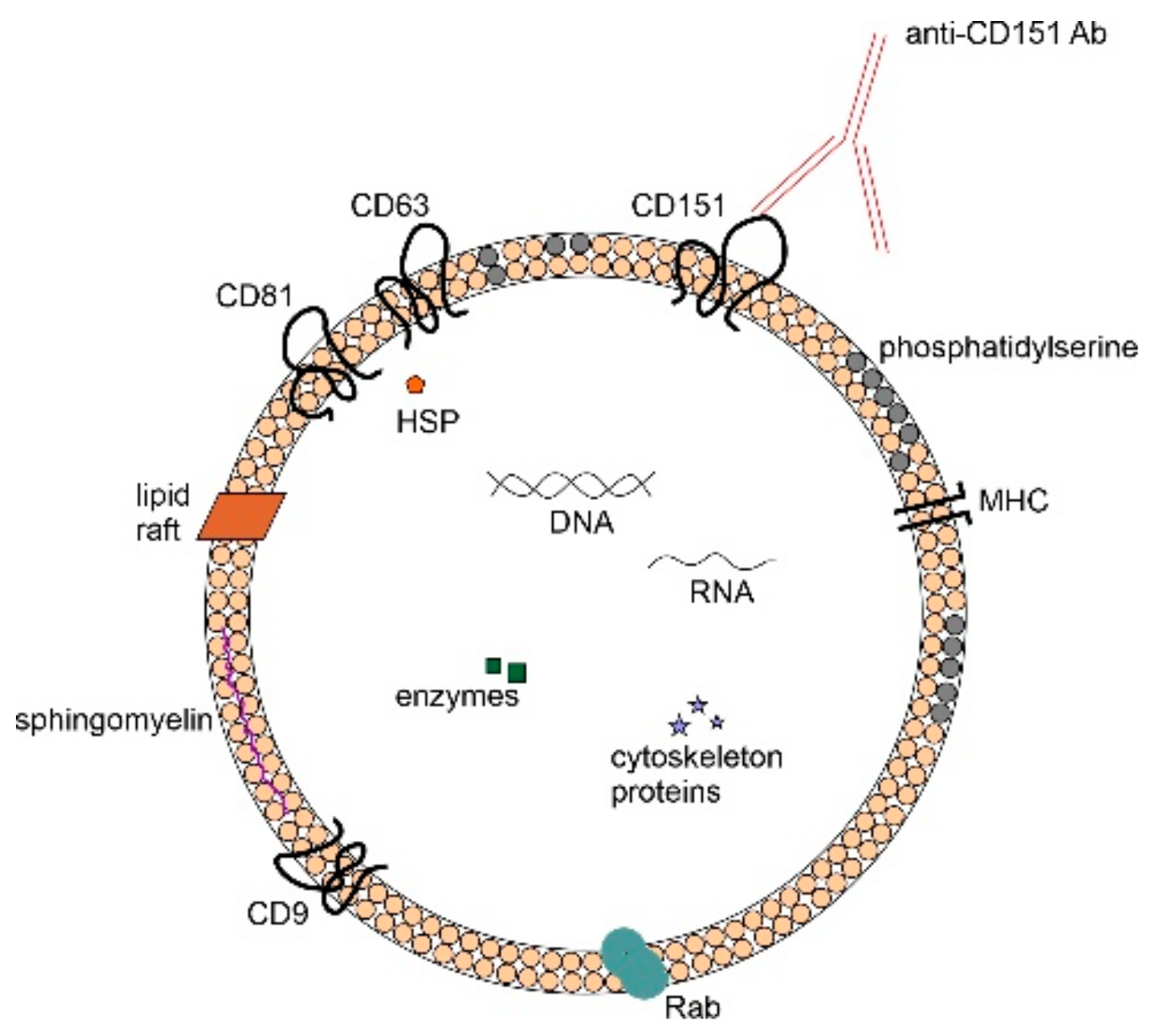 Biomedicines 10 02856 g002