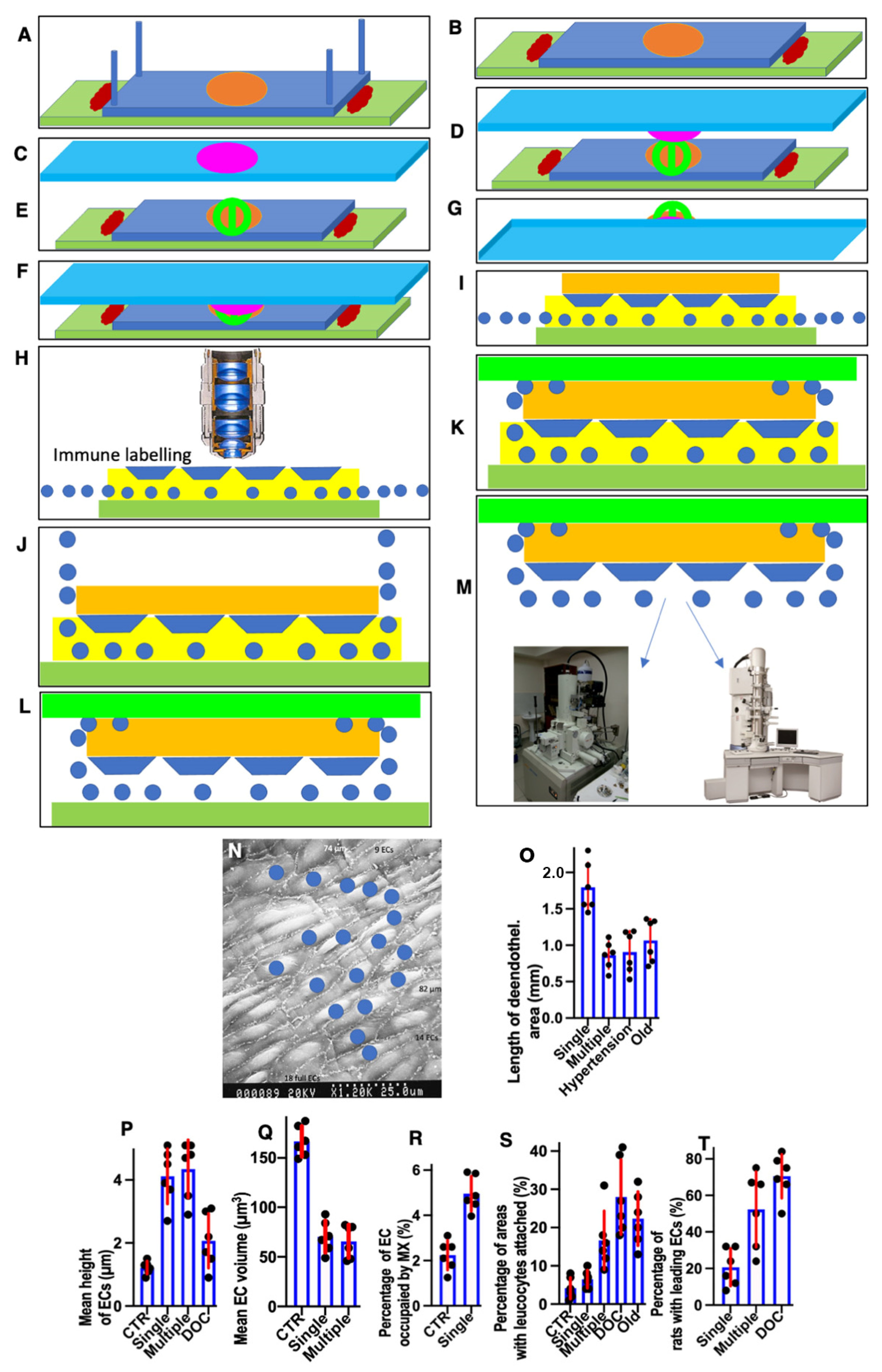 Biomedicines 10 02858 g001