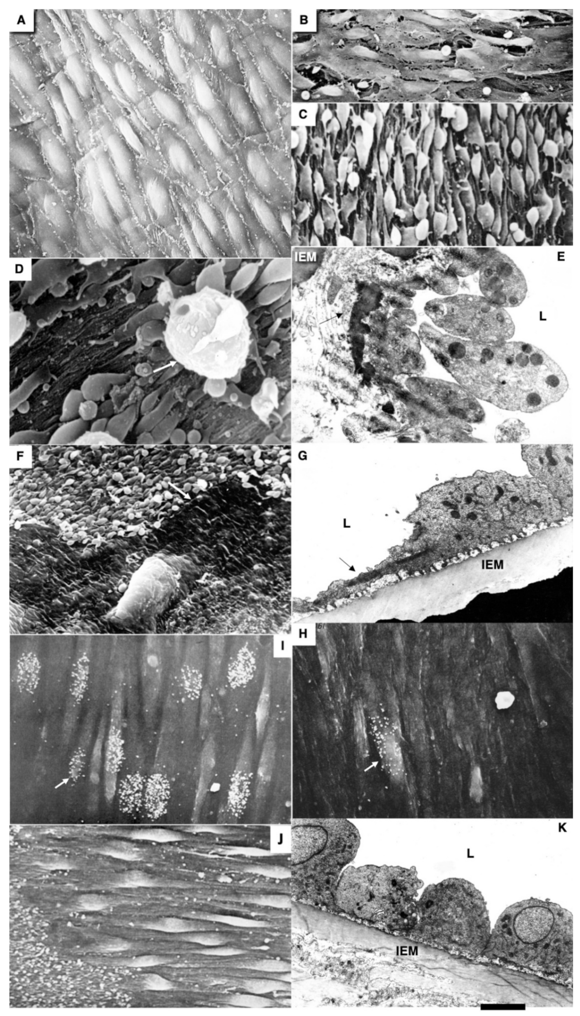 Biomedicines 10 02858 g002