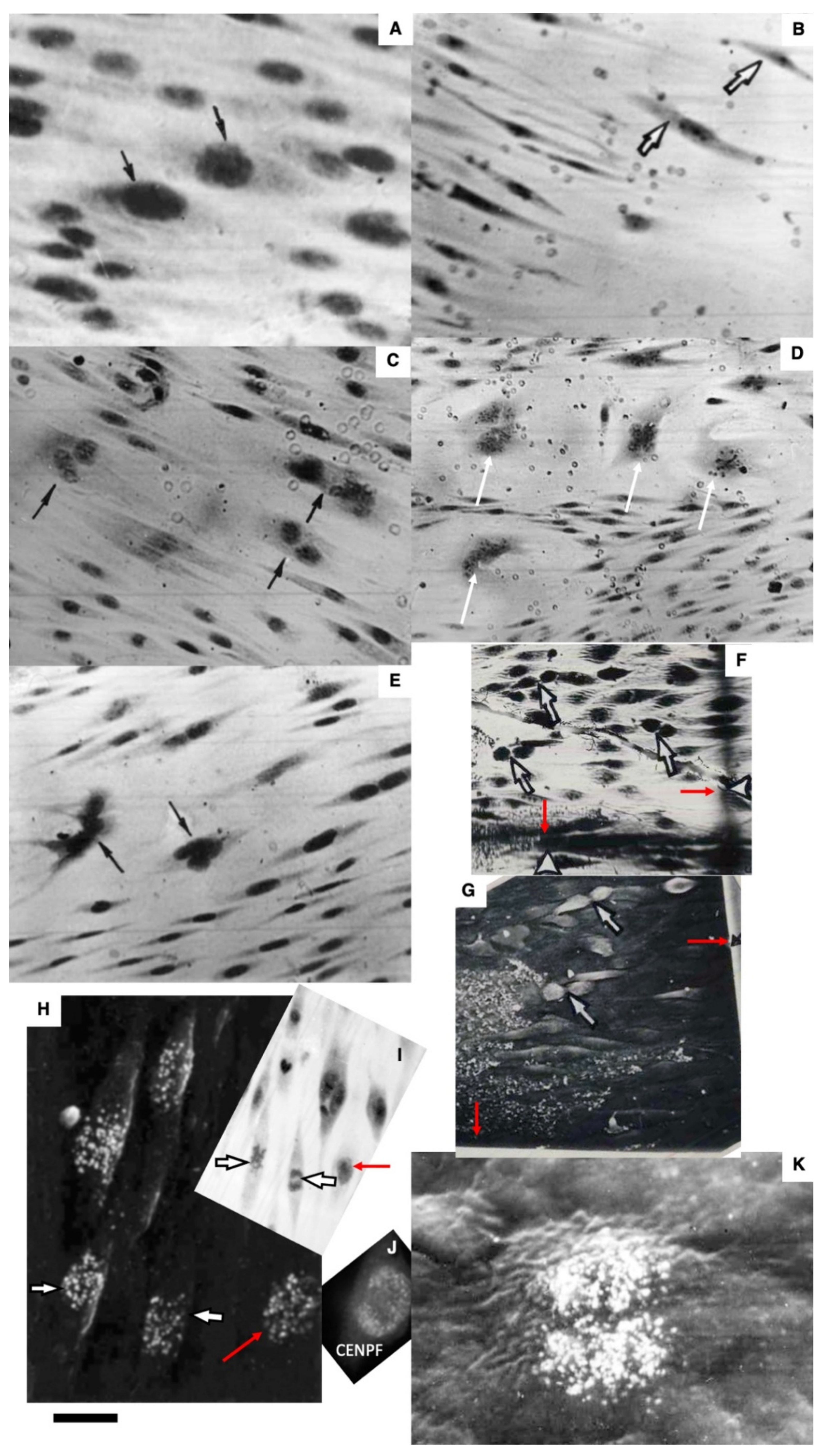 Biomedicines 10 02858 g003