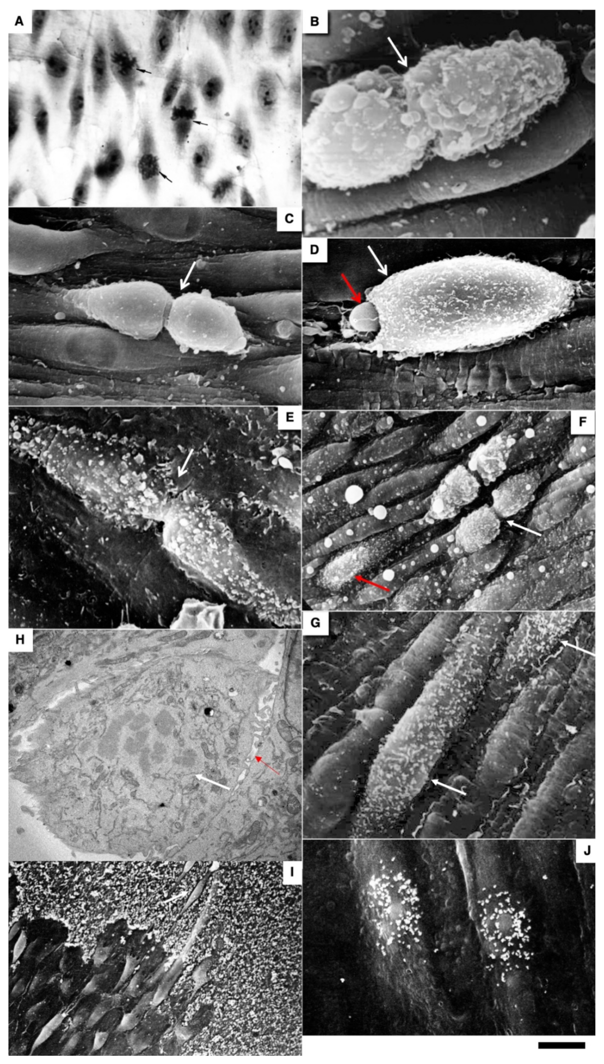 Biomedicines 10 02858 g004
