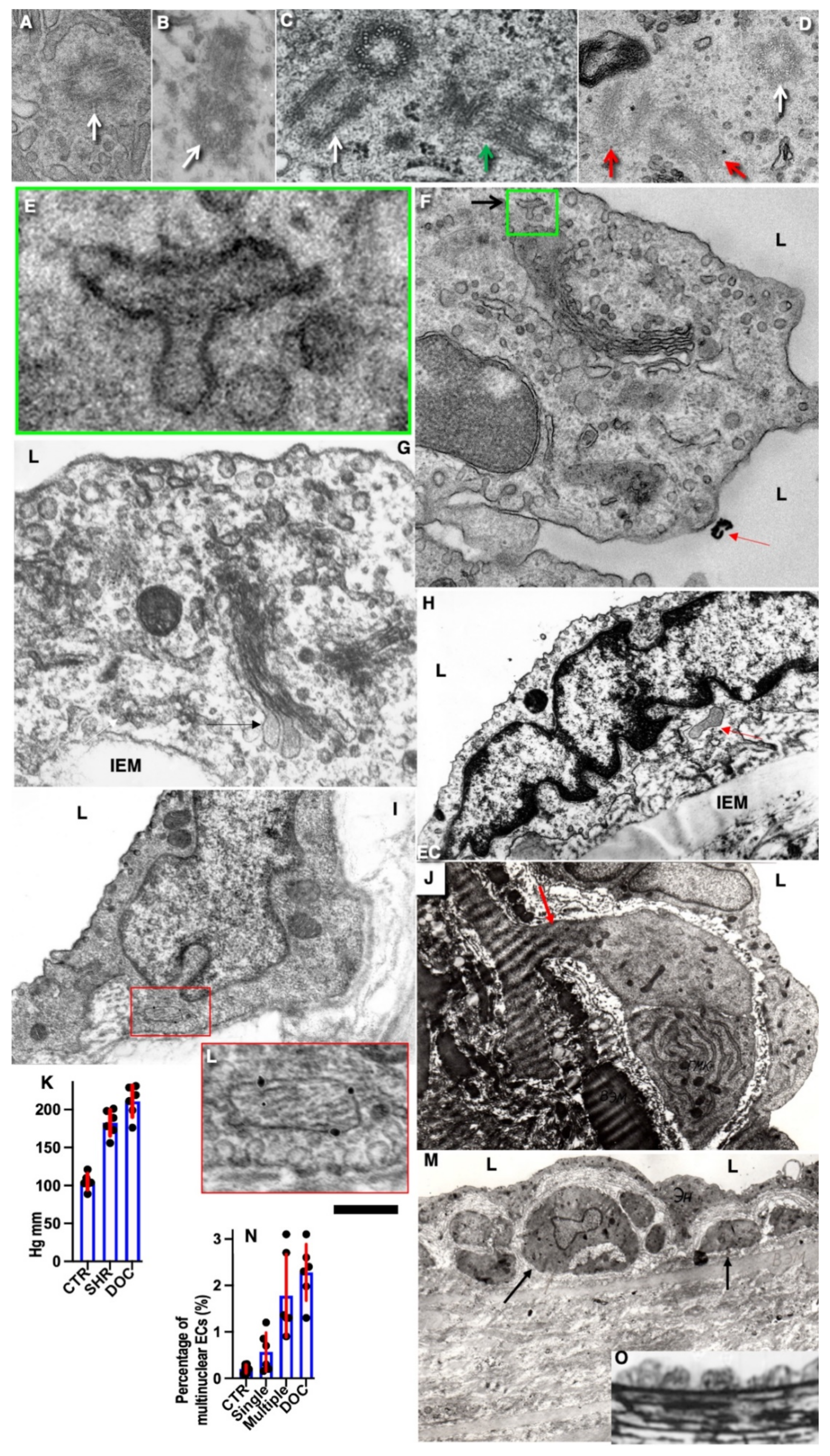 Biomedicines 10 02858 g005