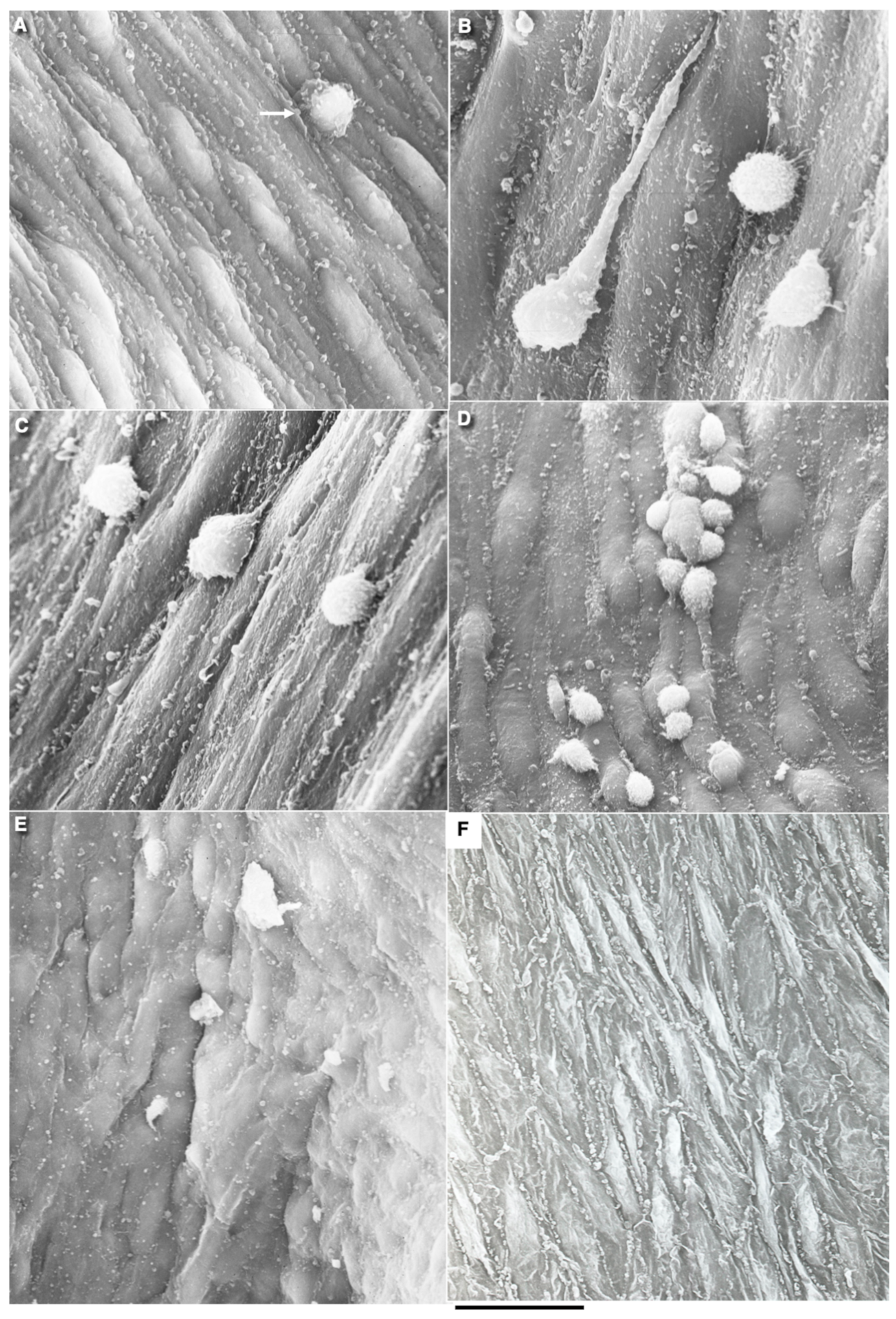 Biomedicines 10 02858 g006