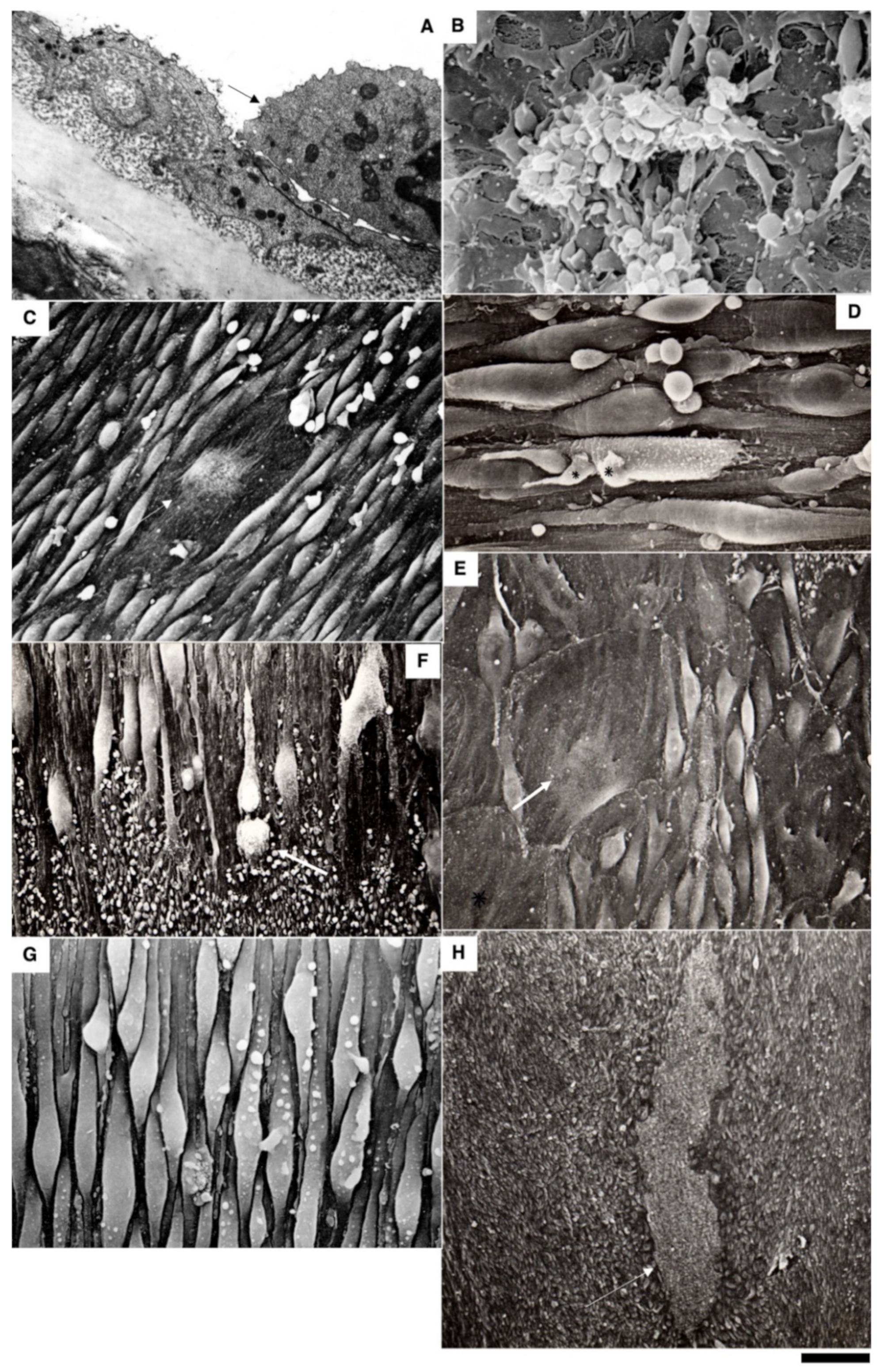 Biomedicines 10 02858 g007