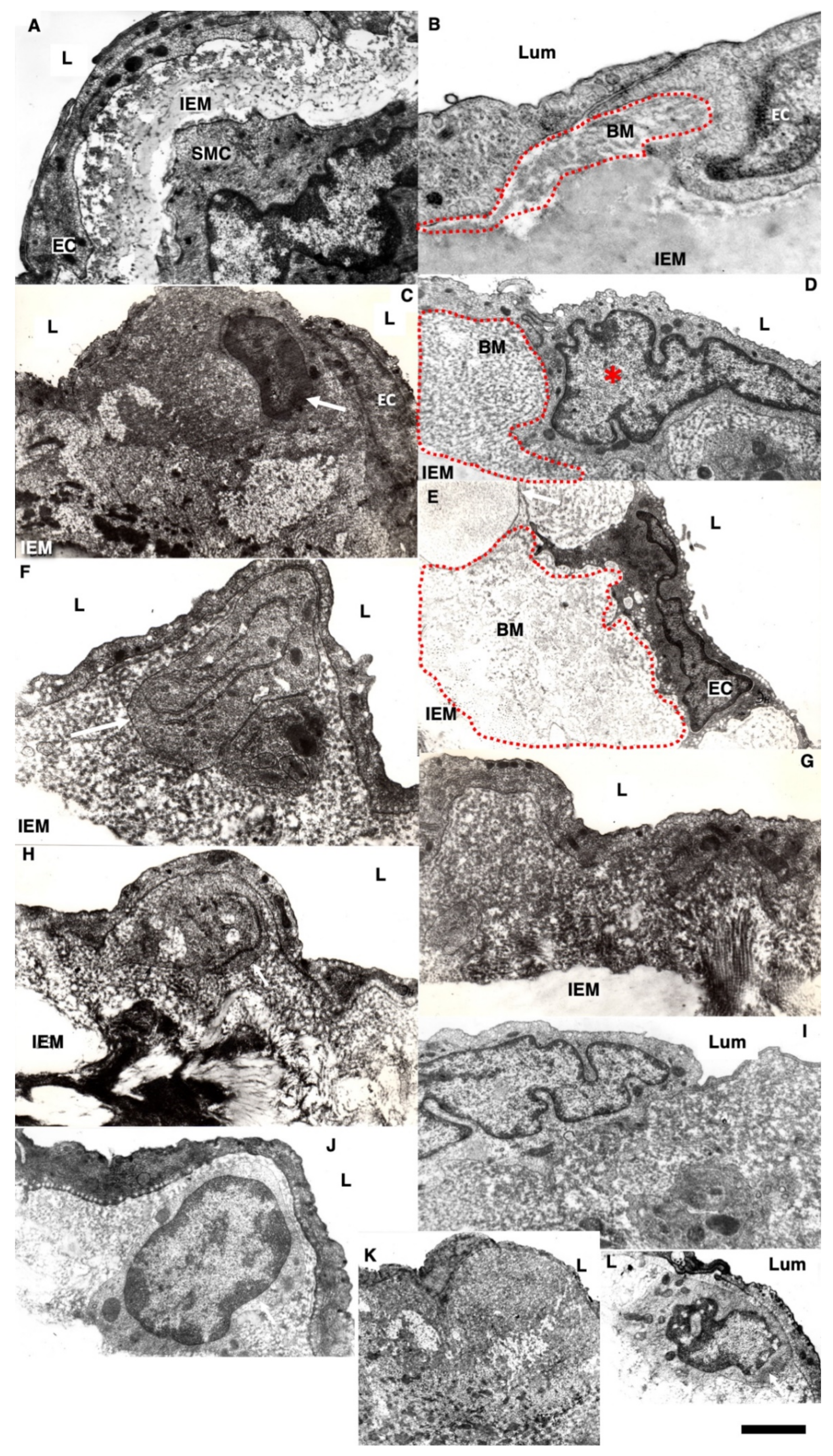Biomedicines 10 02858 g008