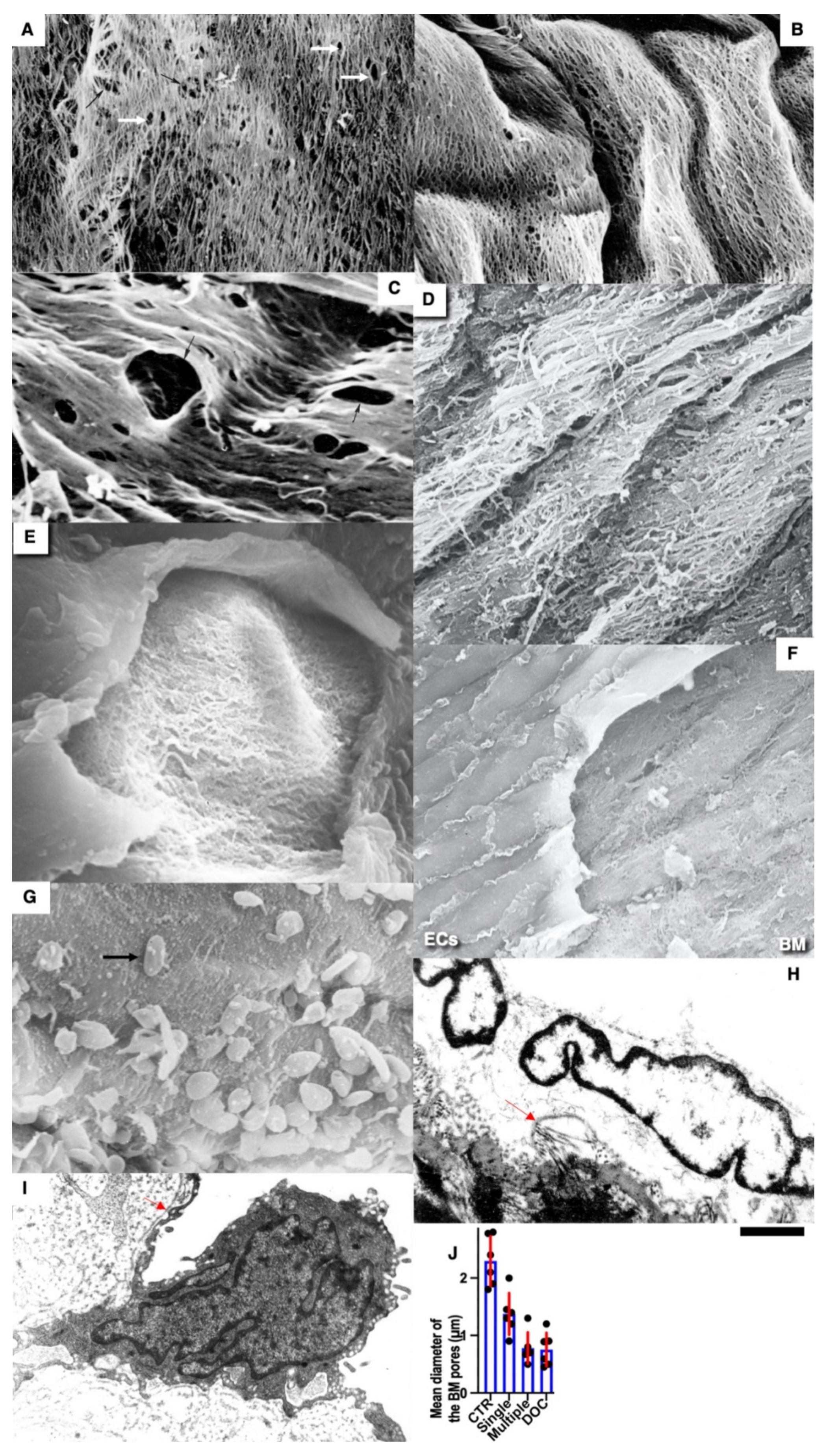 Biomedicines 10 02858 g009