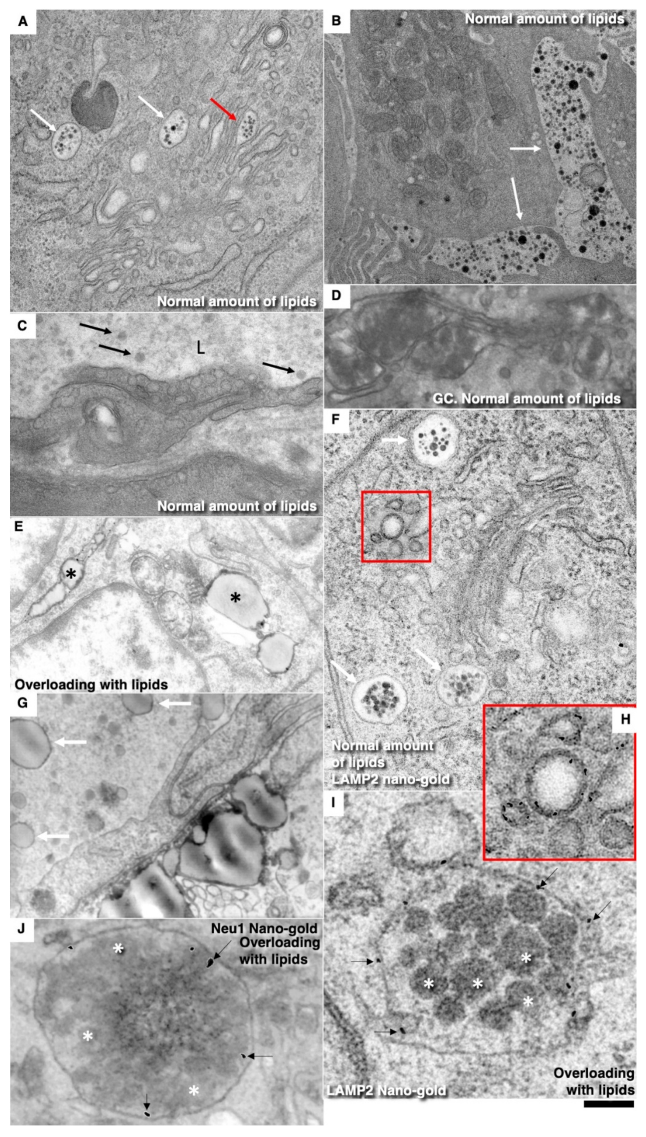 Biomedicines 10 02858 g010