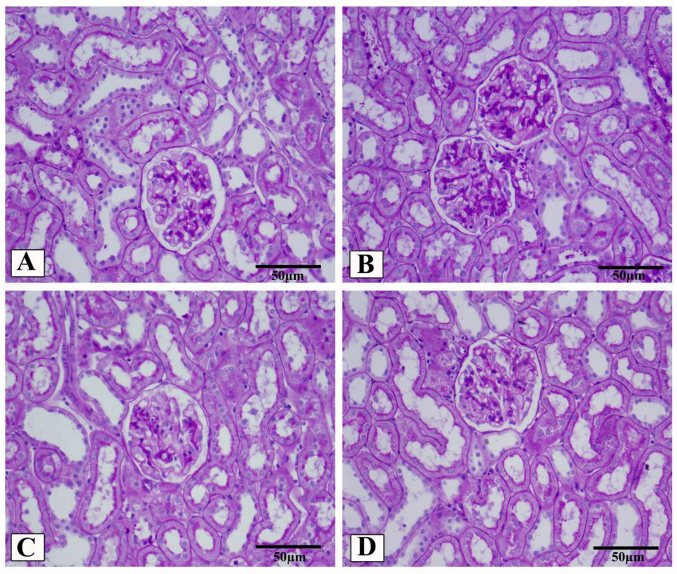 Biomedicines 10 02863 g006a Biomedicines 10 02863 g006a