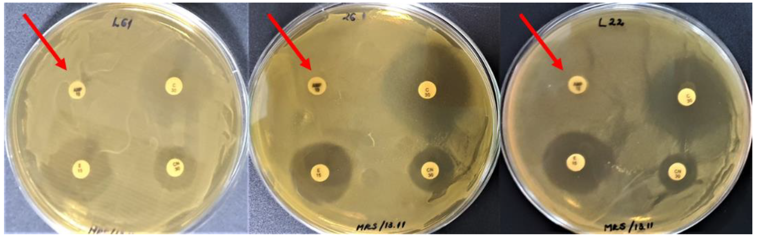 Biomedicines Free FullText Lactobacillus Strains for Vegetable