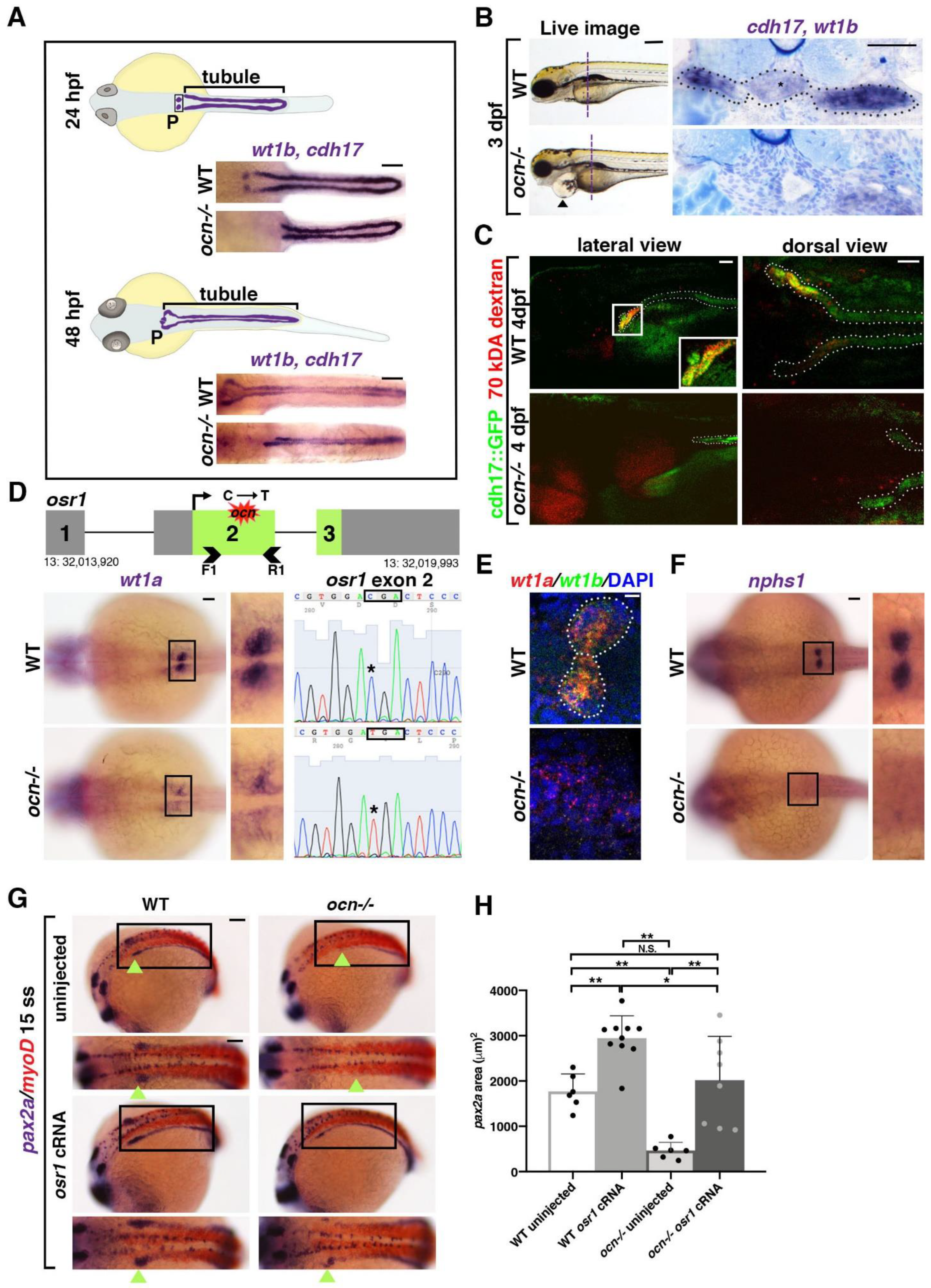 Biomedicines 10 02868 g001 Biomedicines 10 02868 g001
